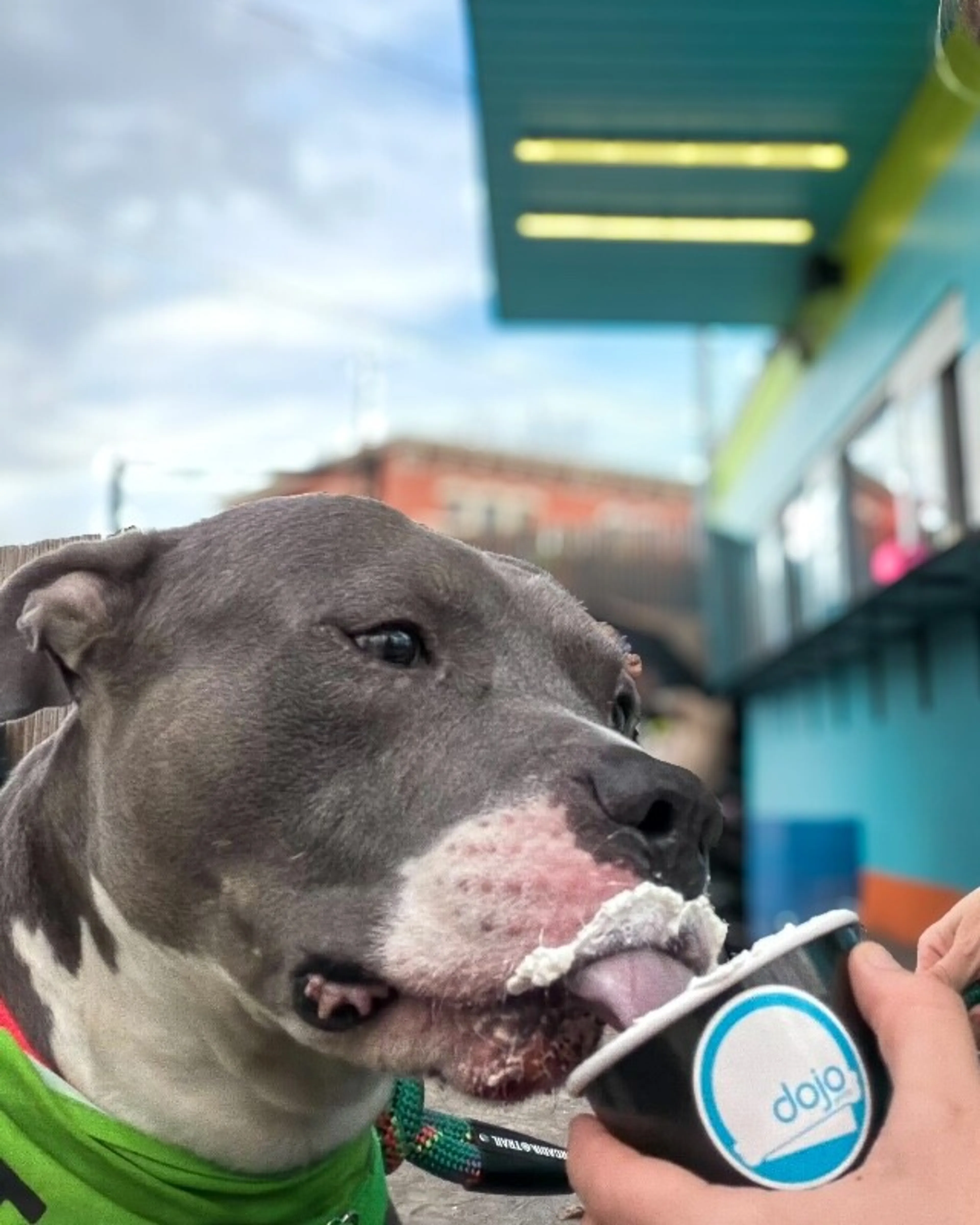 Found pet-5