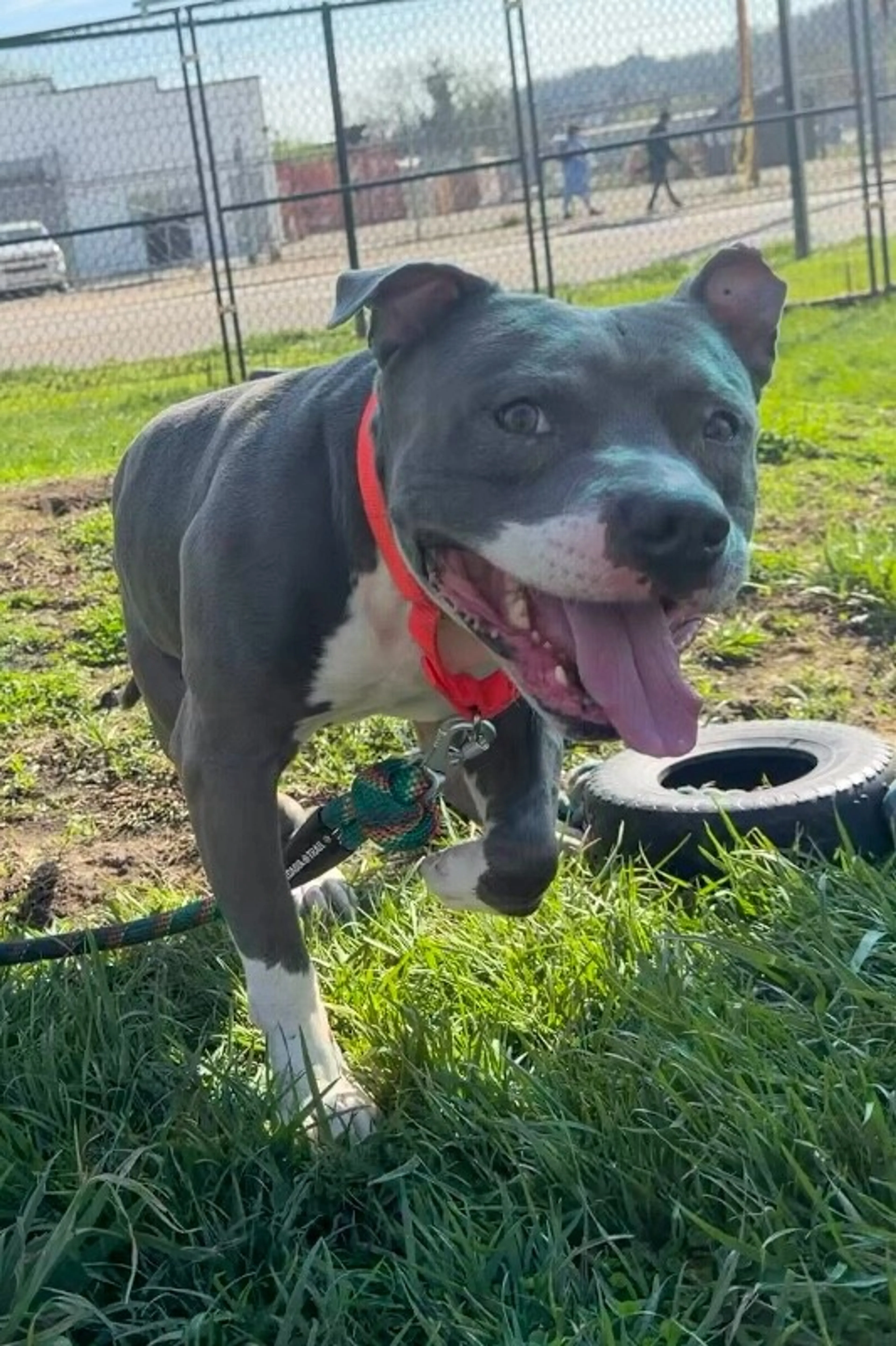 Found pet-2
