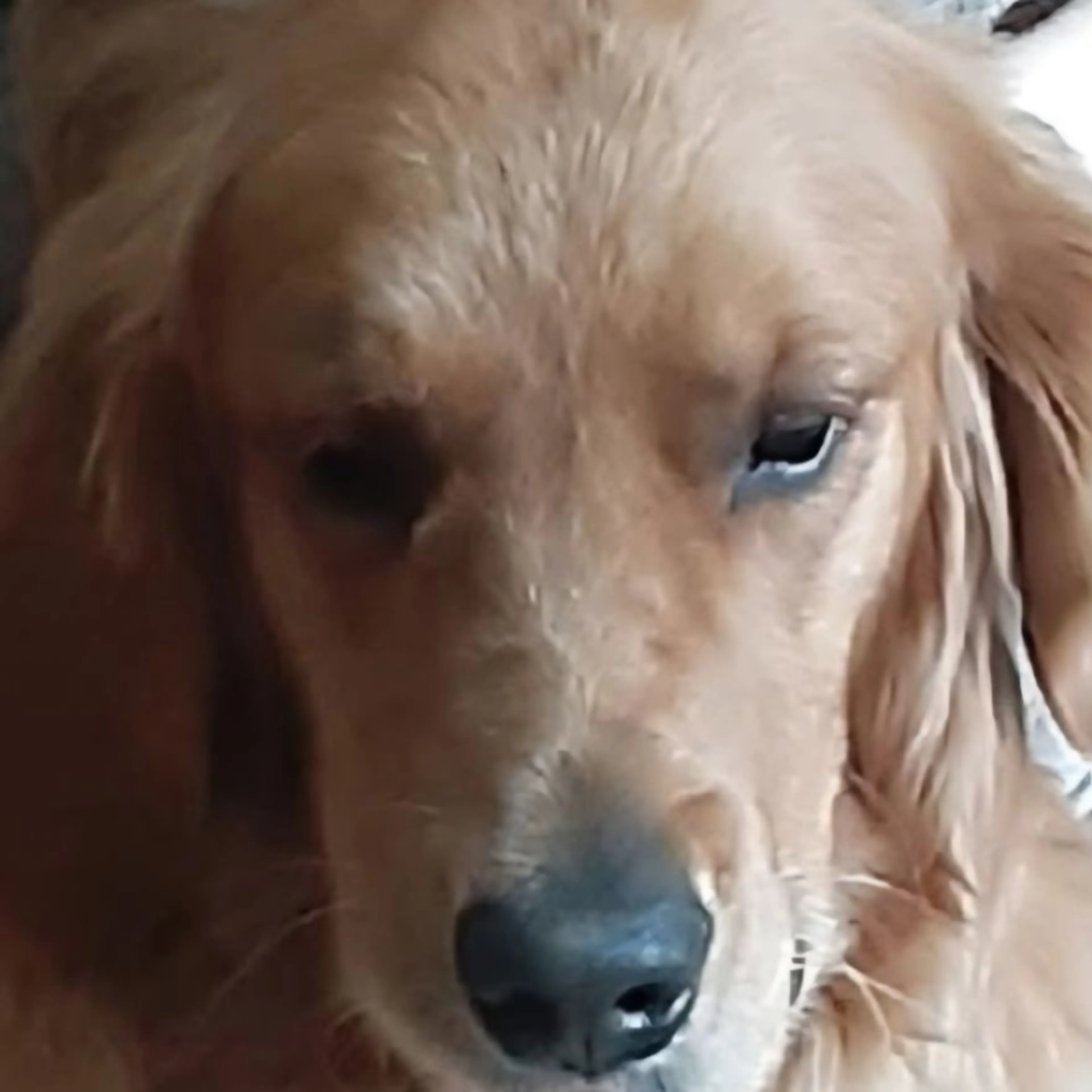 Lost pet