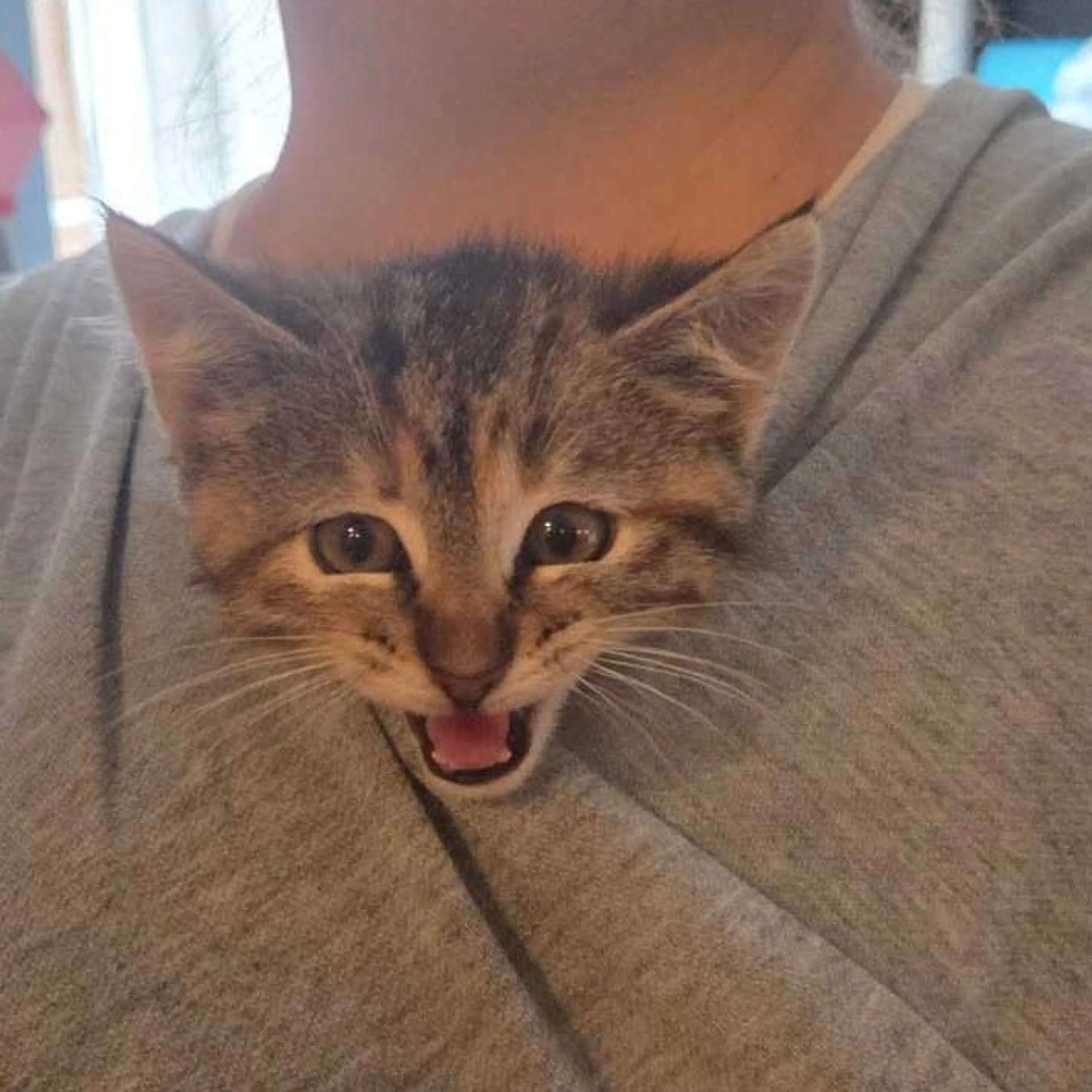 Found pet-0