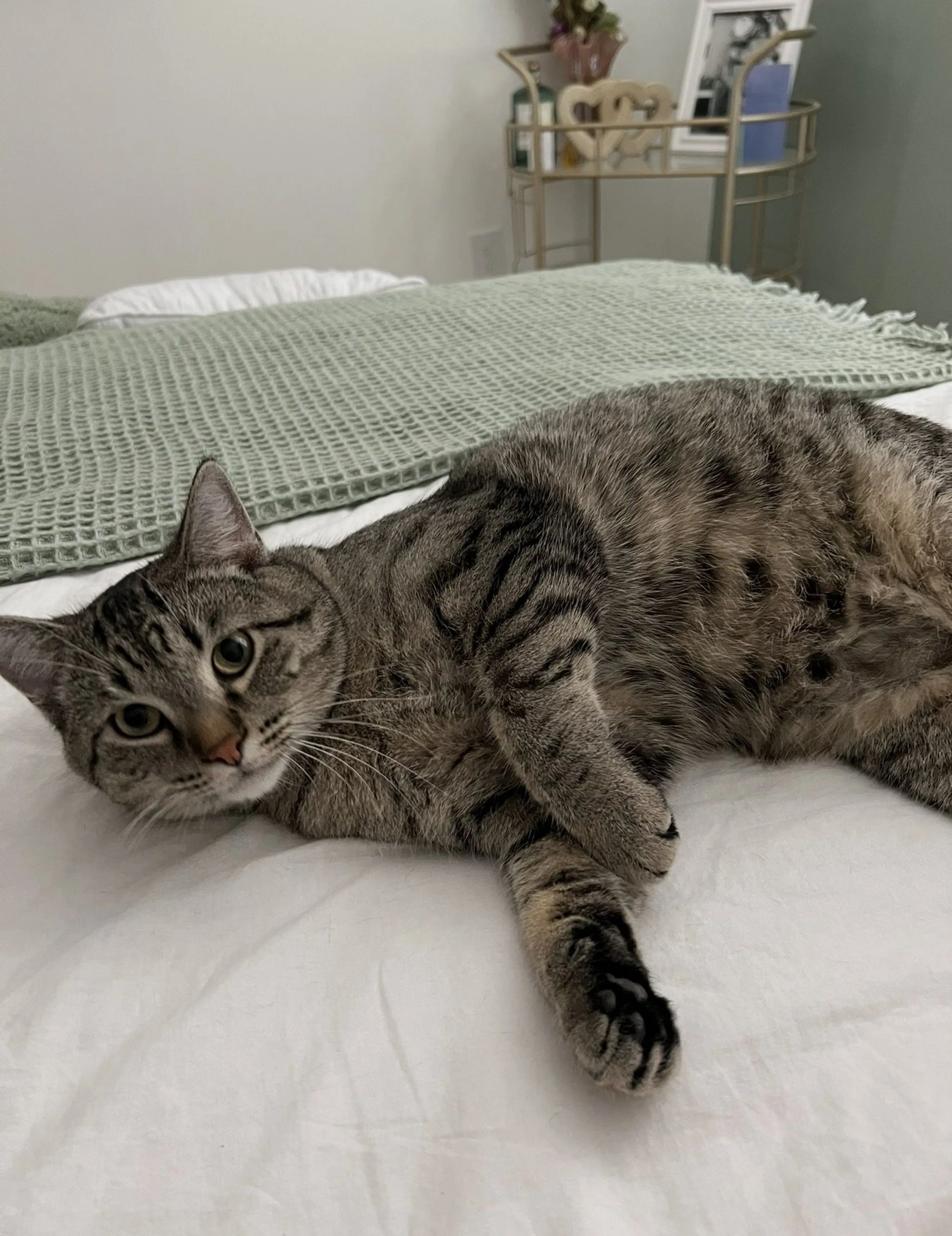 Lost pet-2