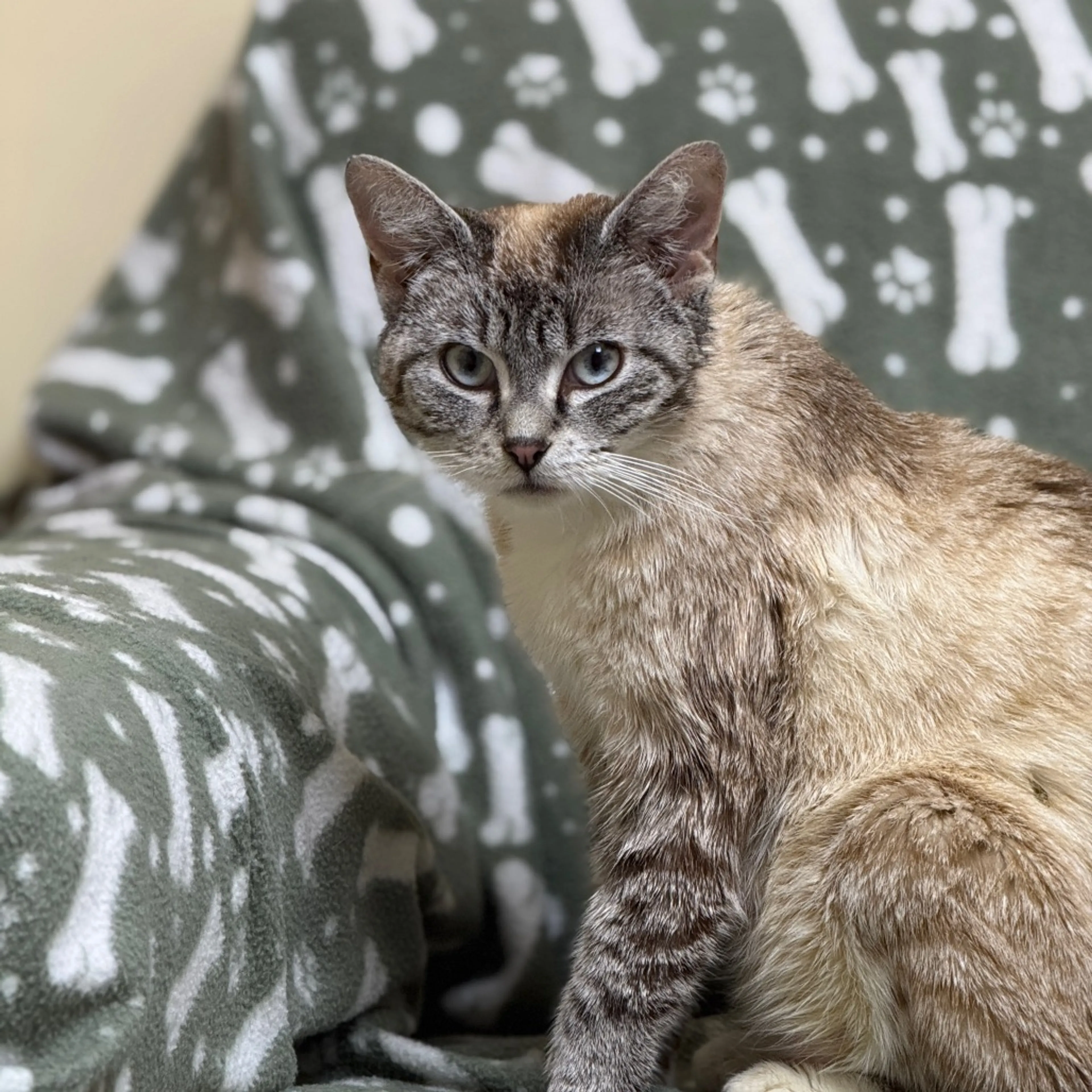 Found pet-1