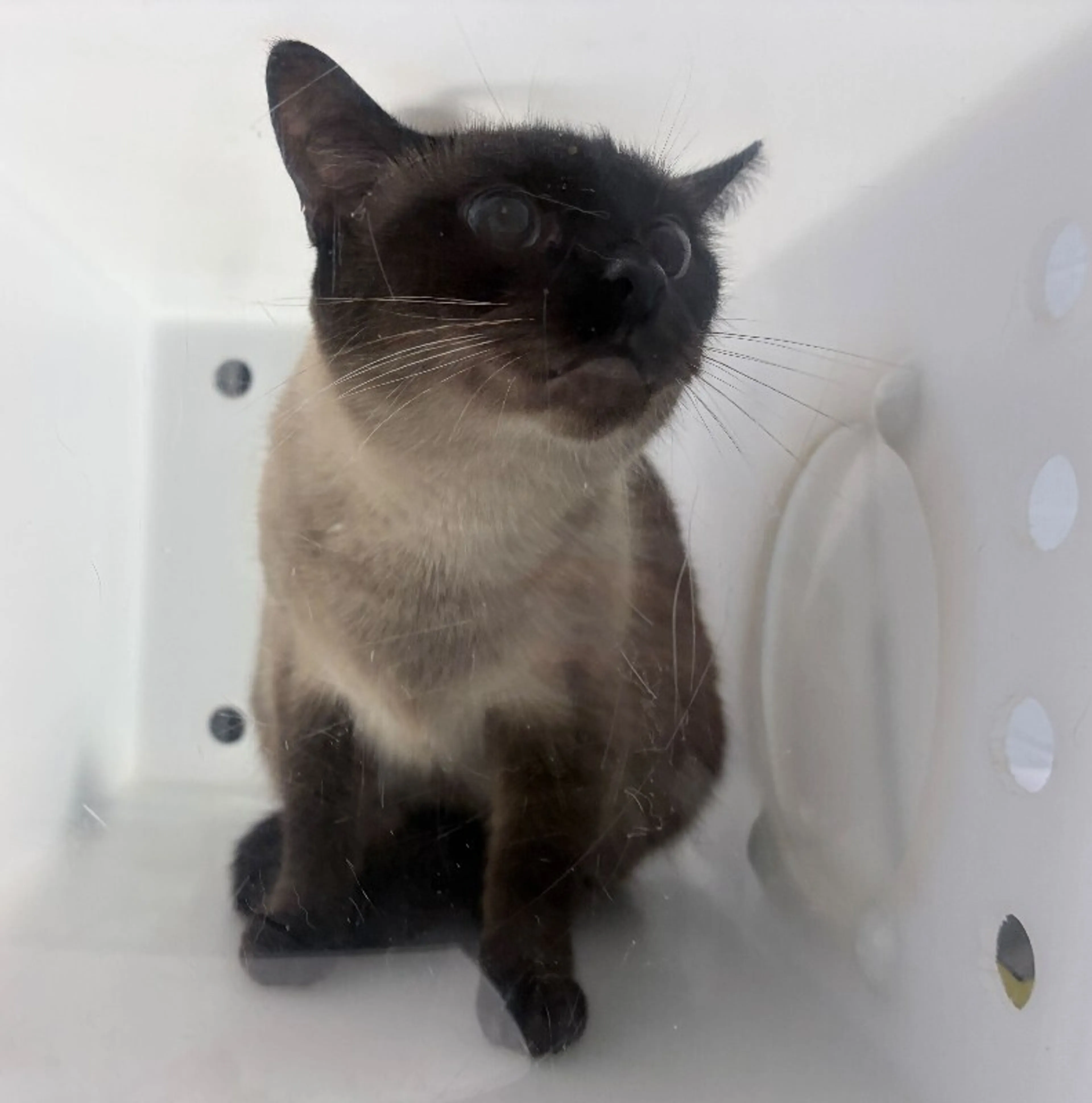 Found pet-1