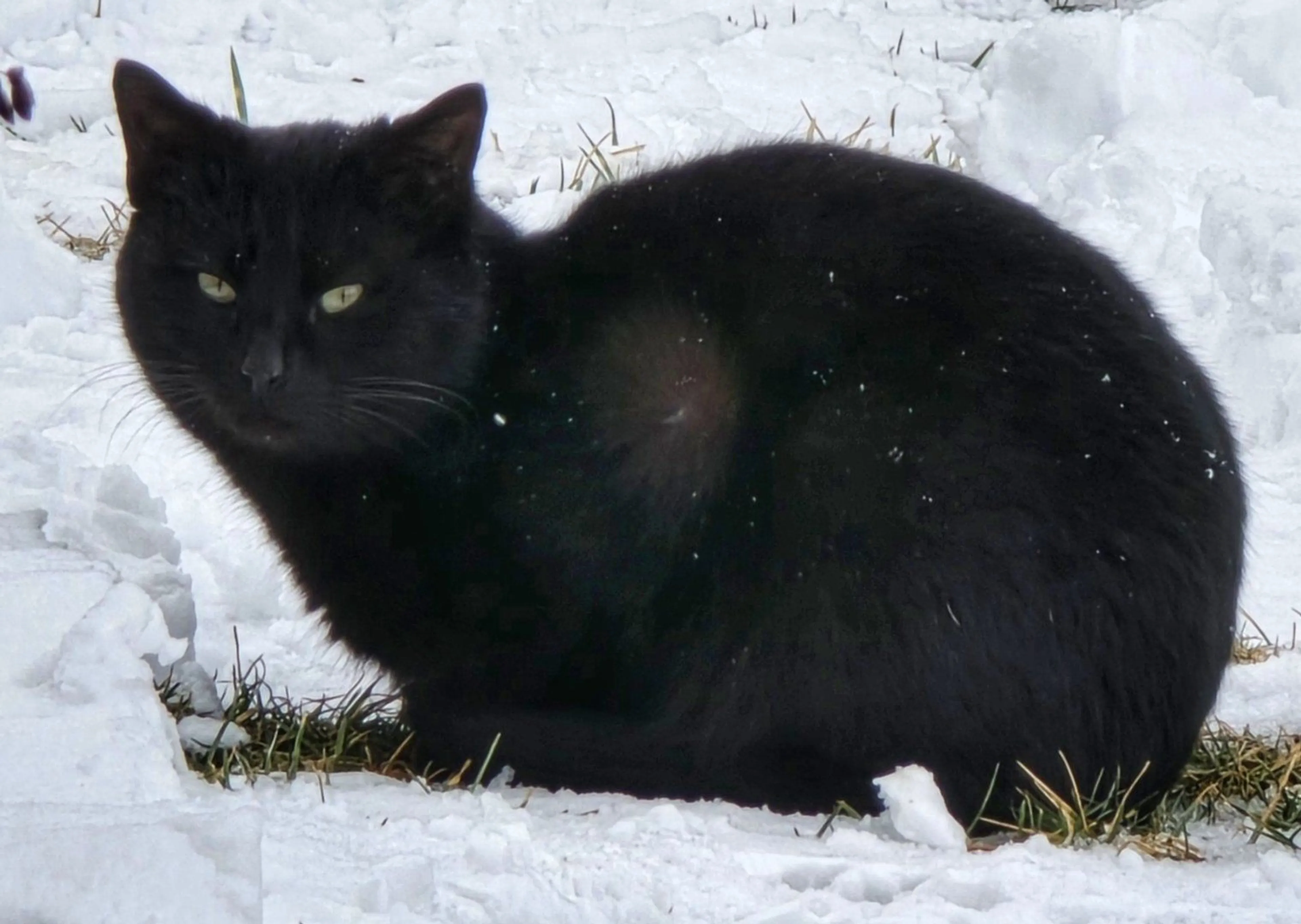 Lost pet-1