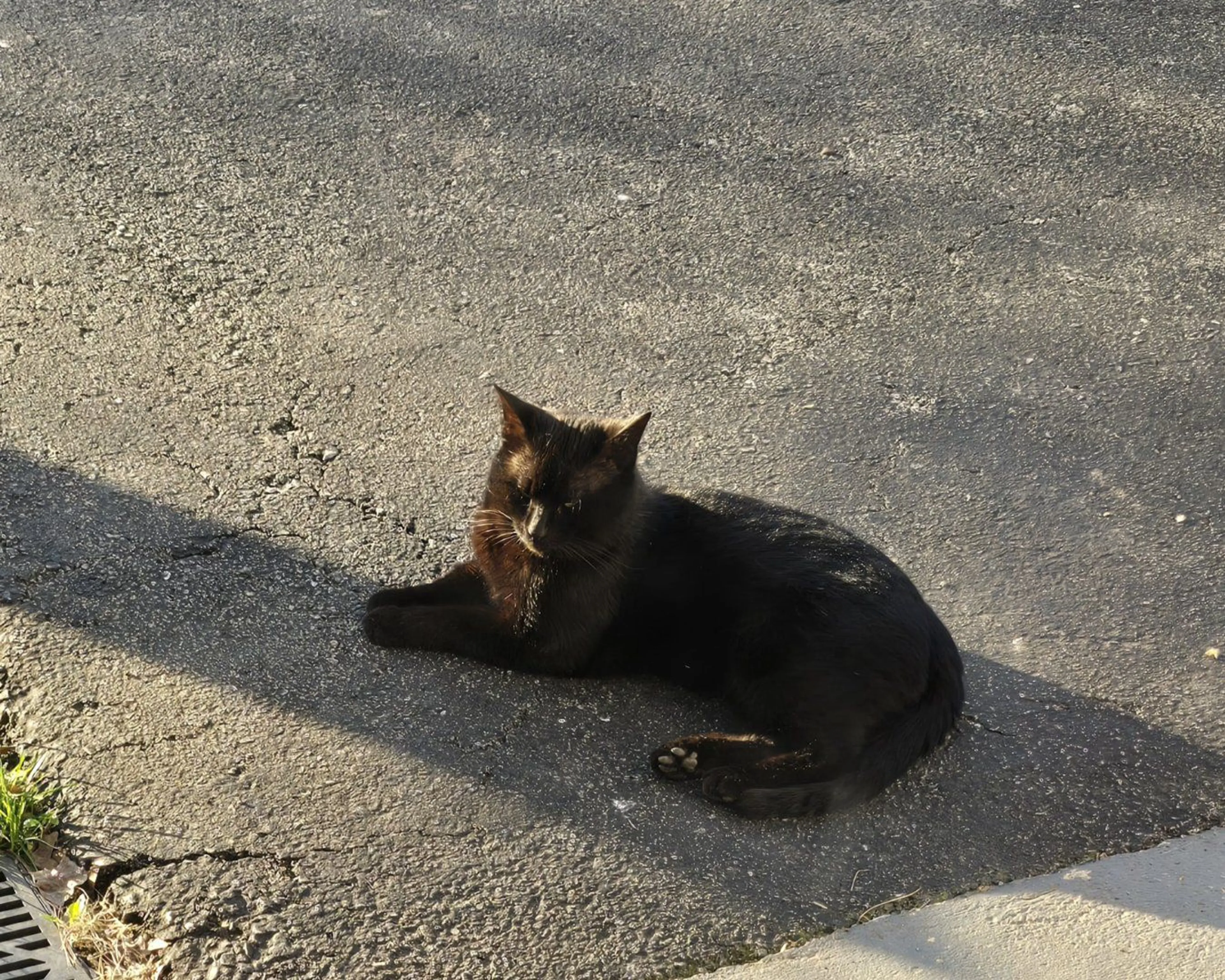 Lost pet-0