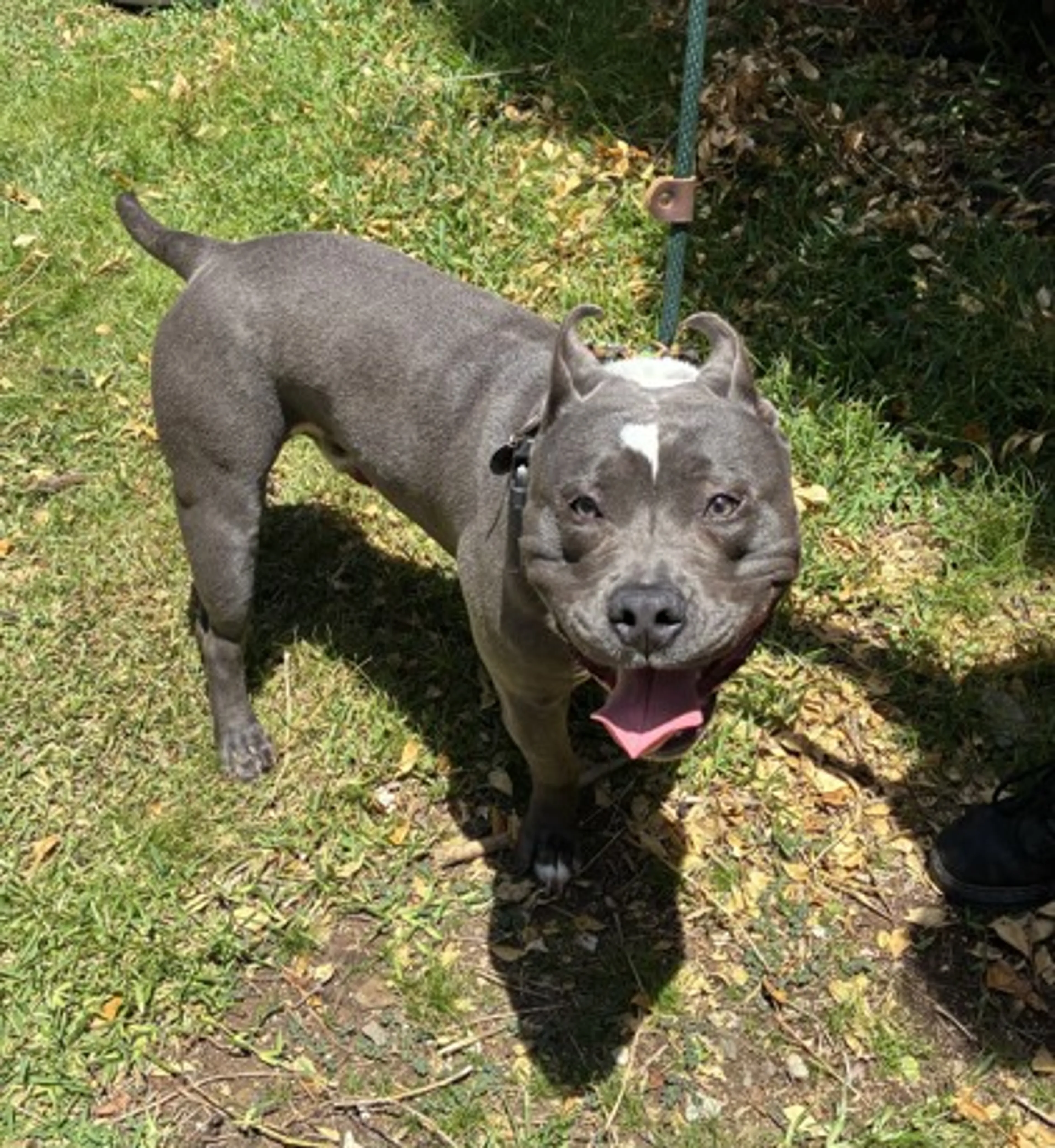 Found pet-1