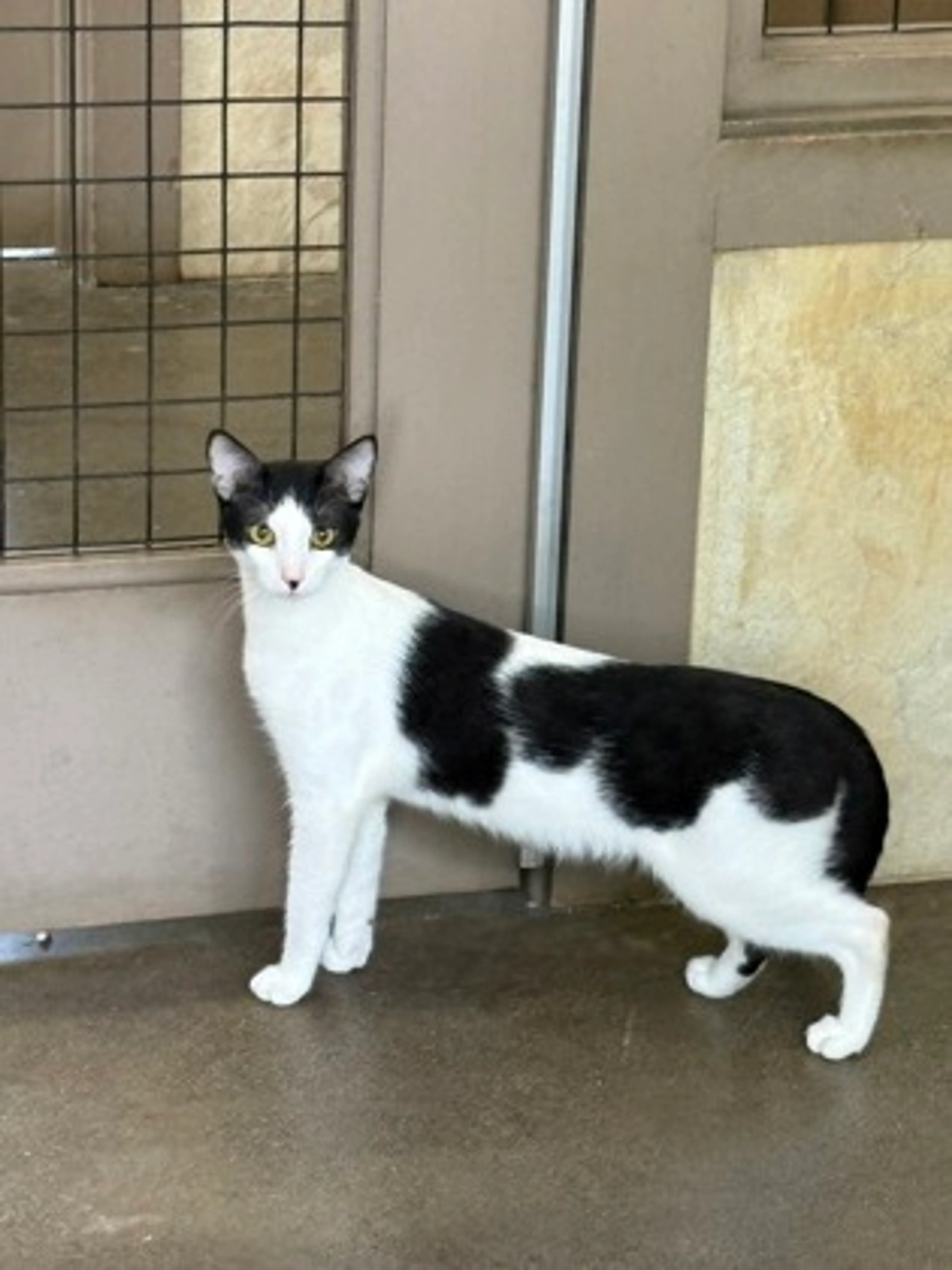 Found pet-1