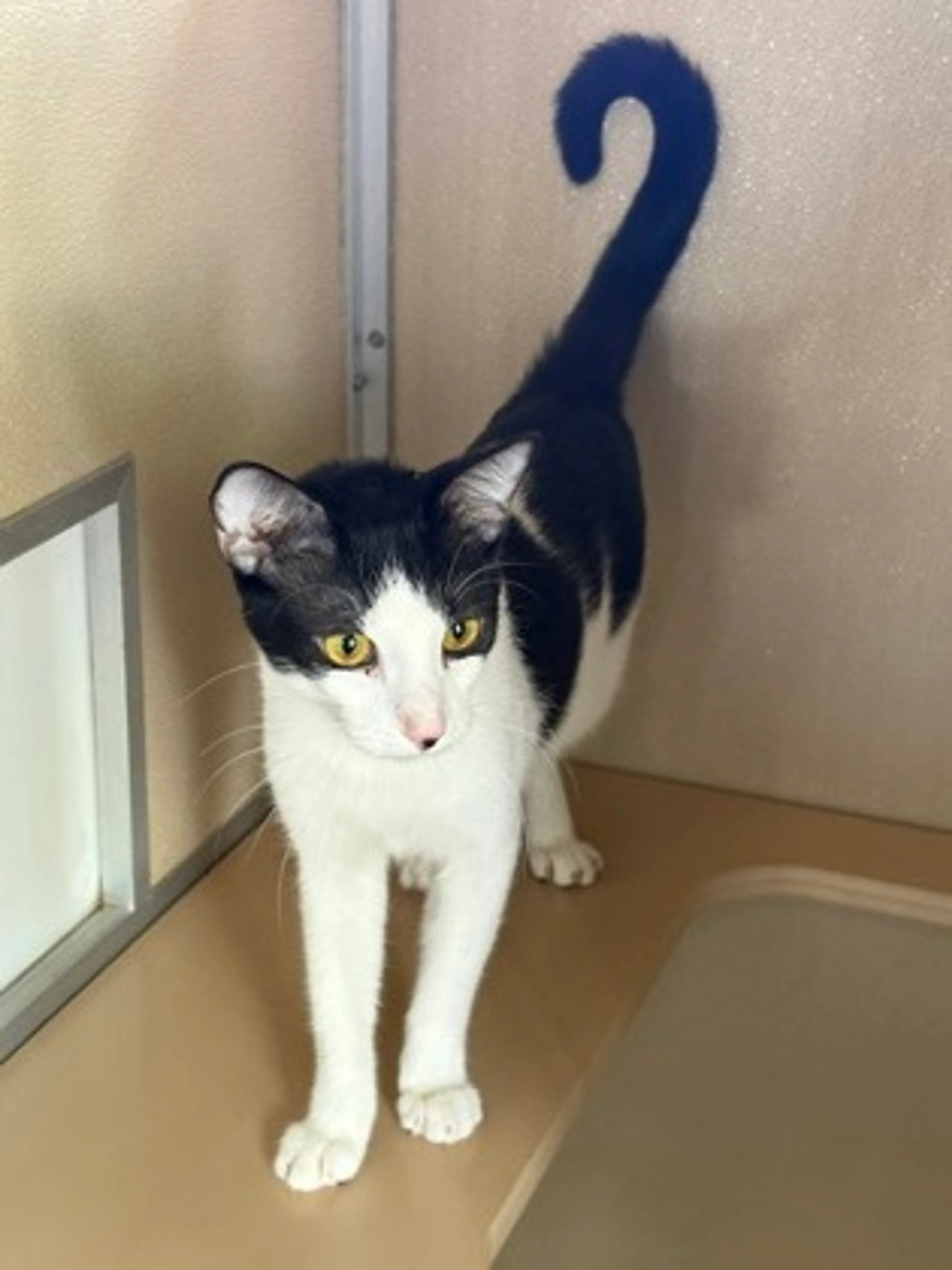 Found pet-2