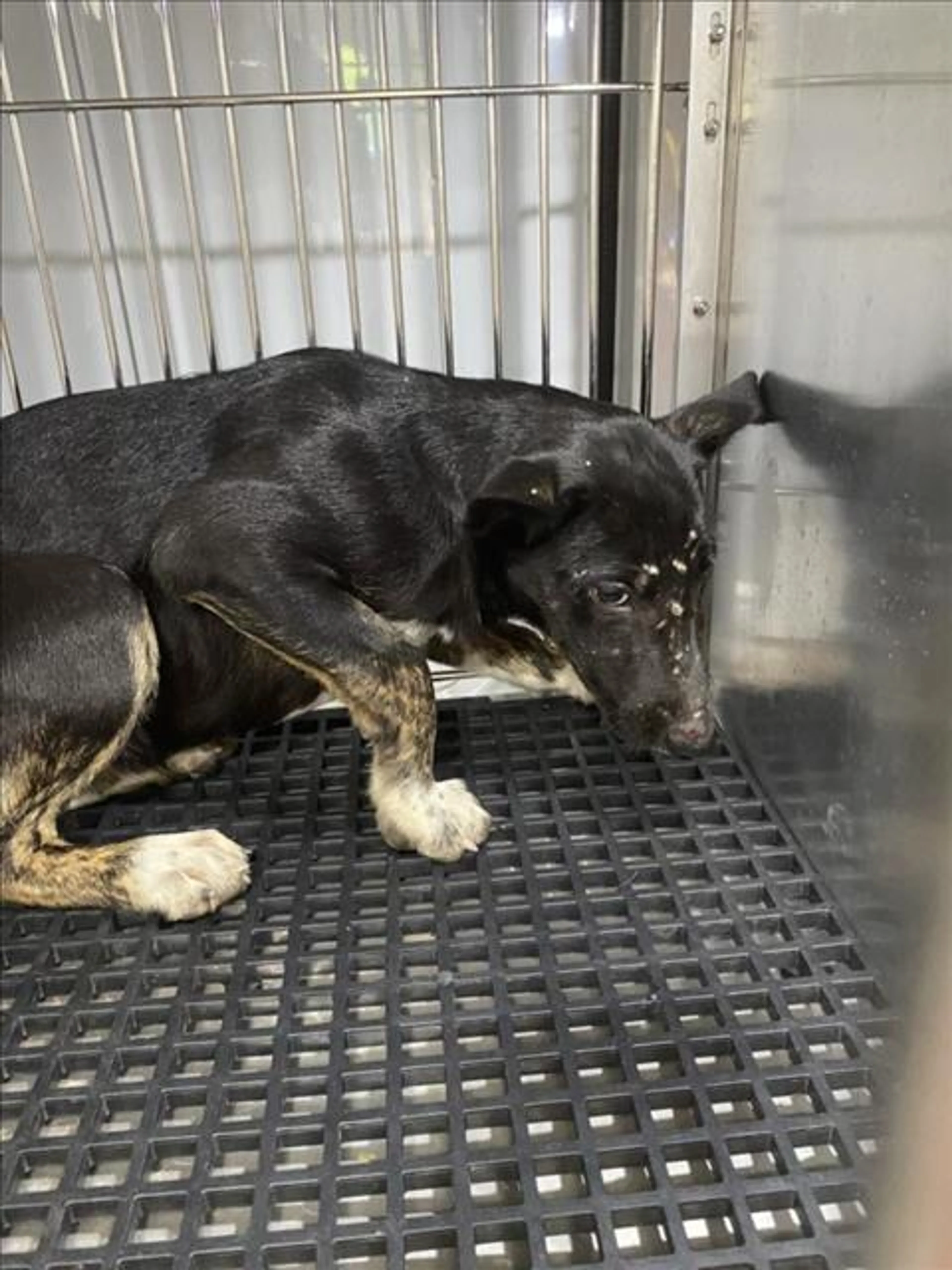 Found pet