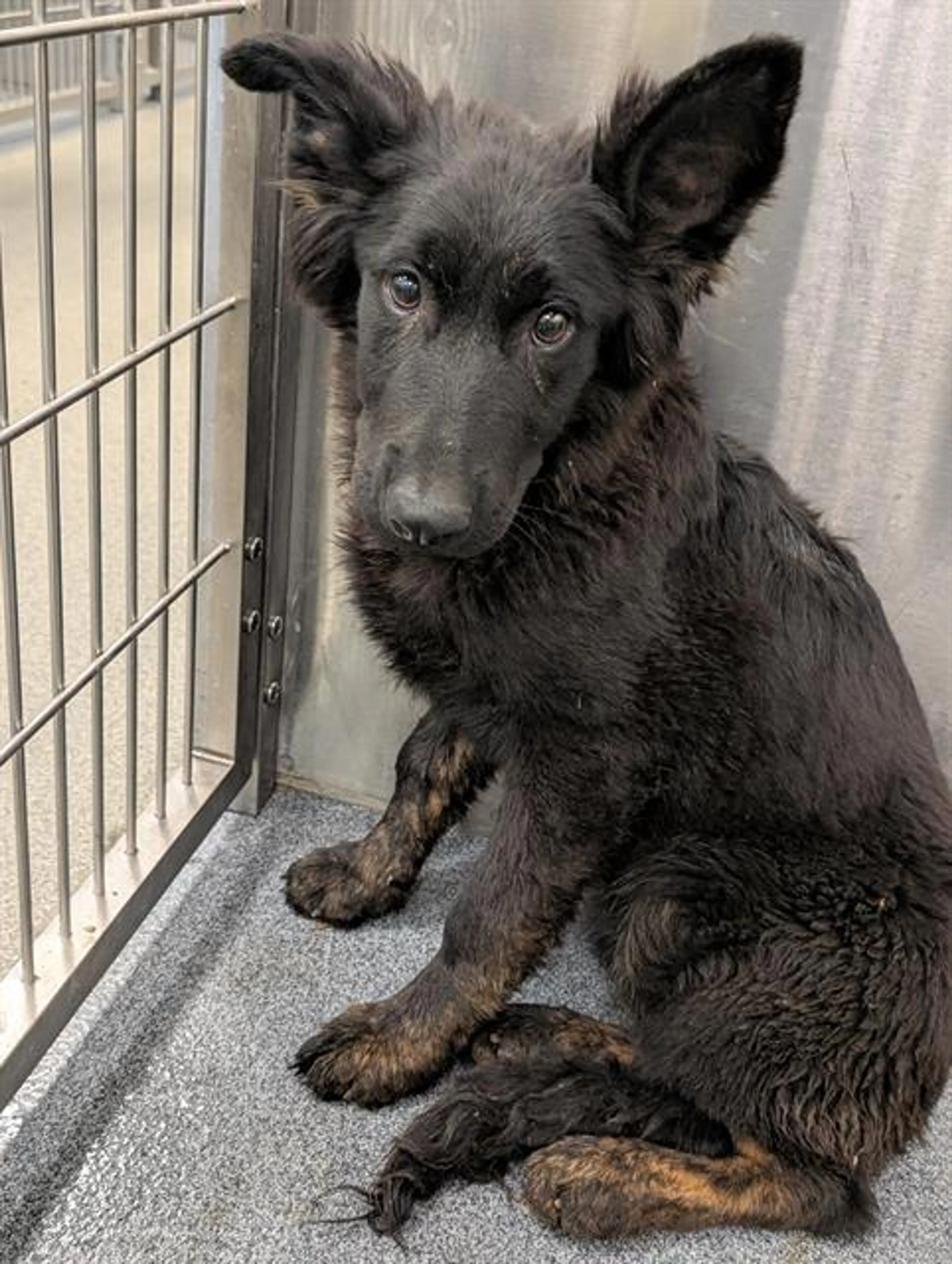 Found pet