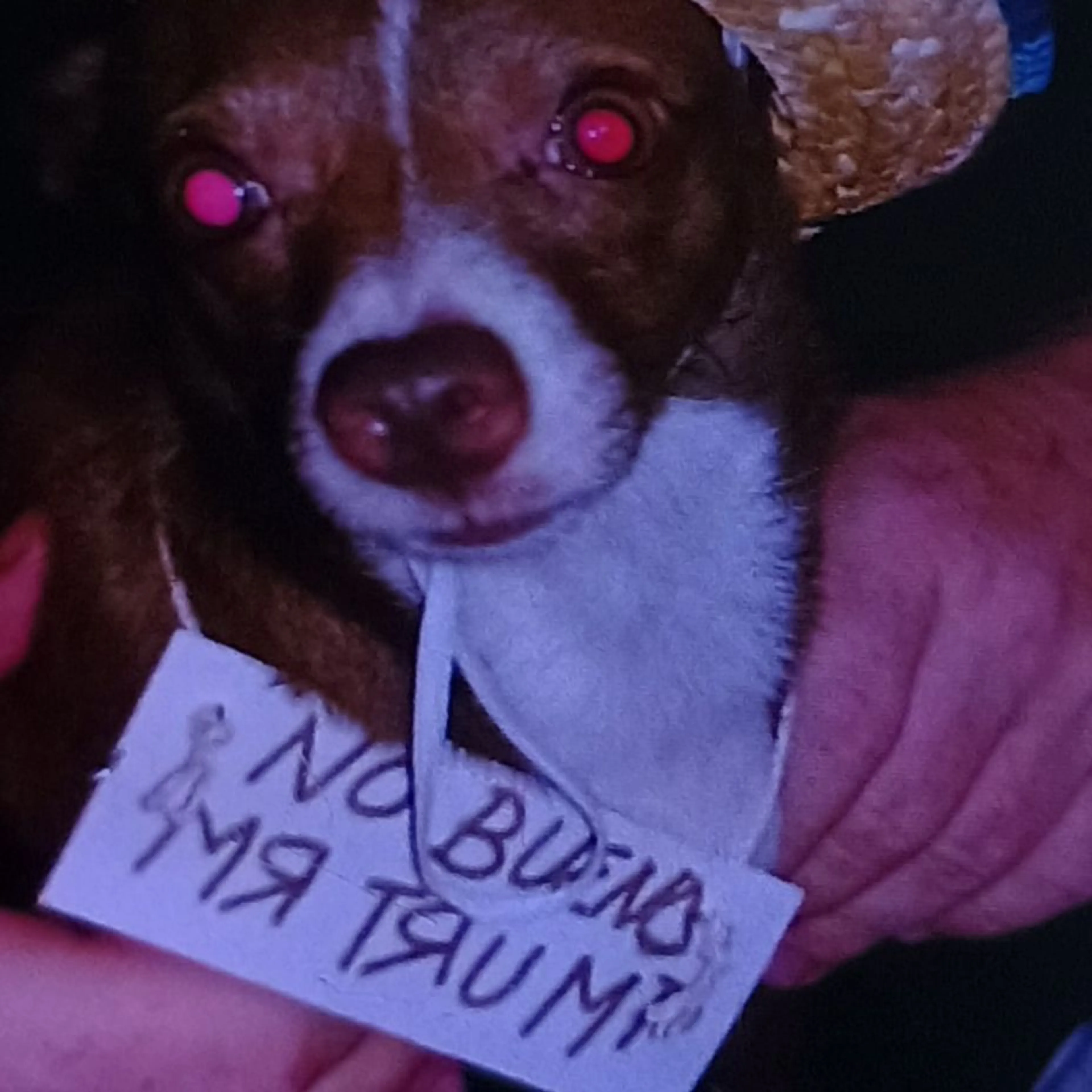 Lost pet