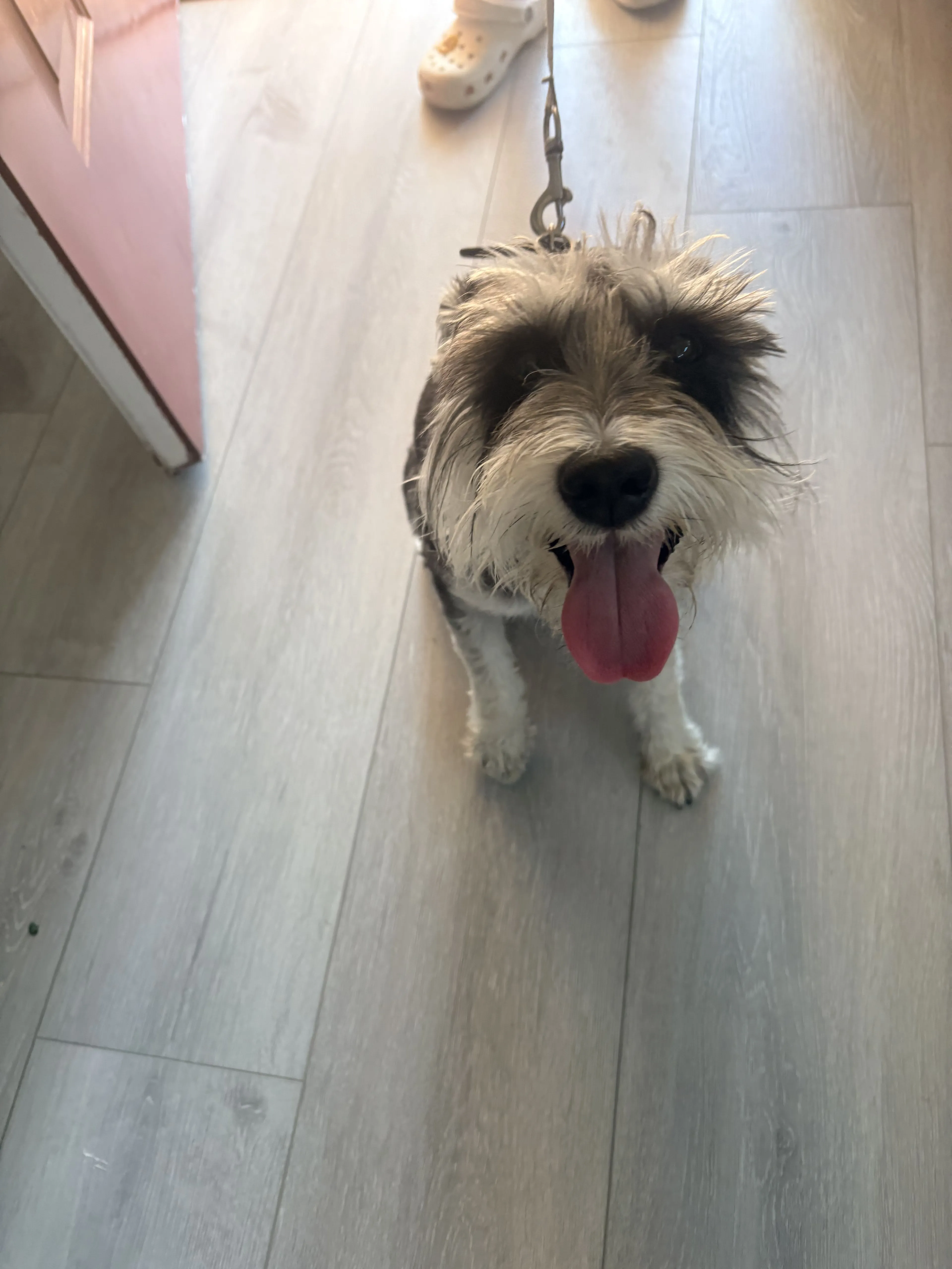 Lost pet-1