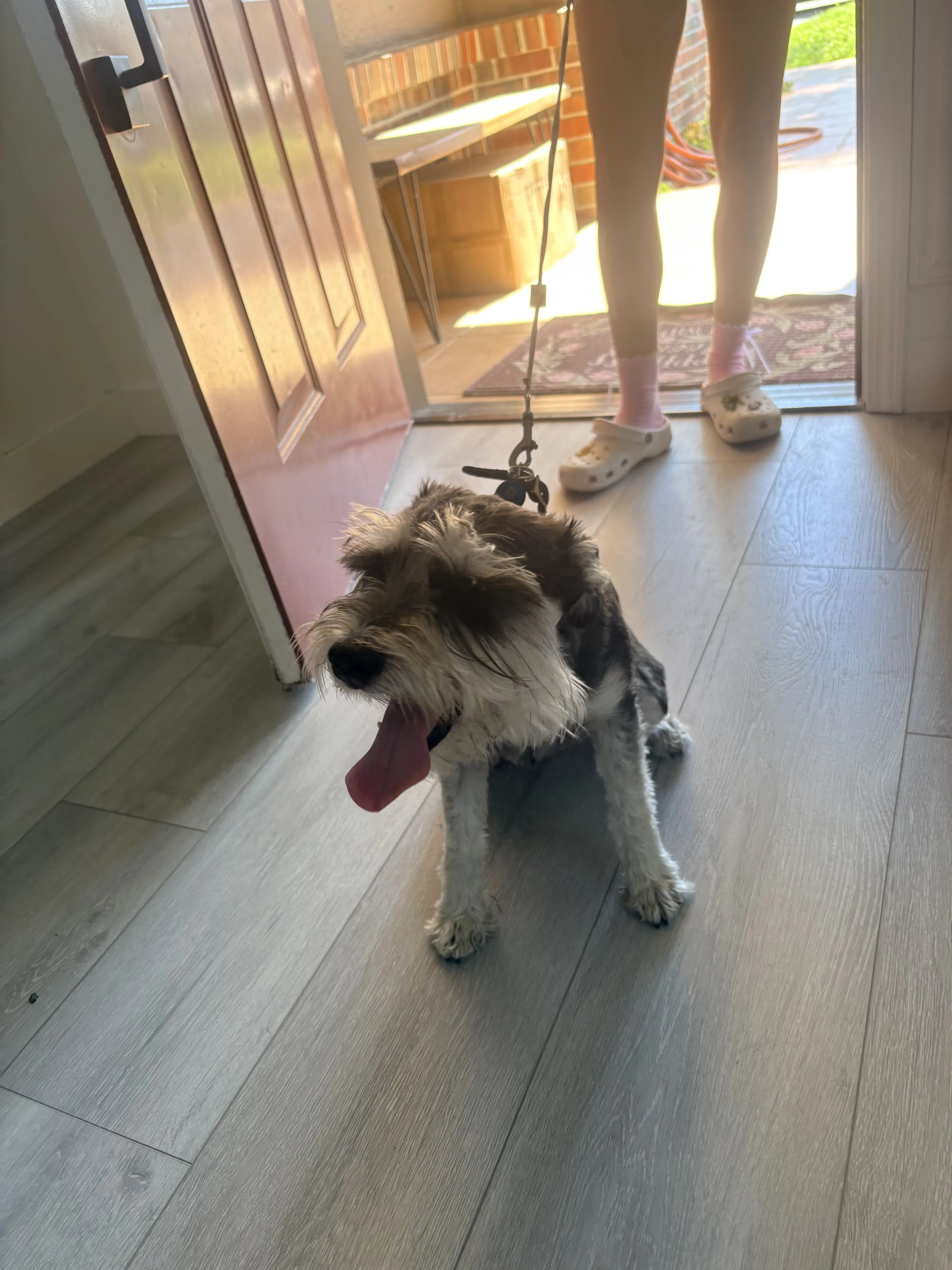 Lost pet-0