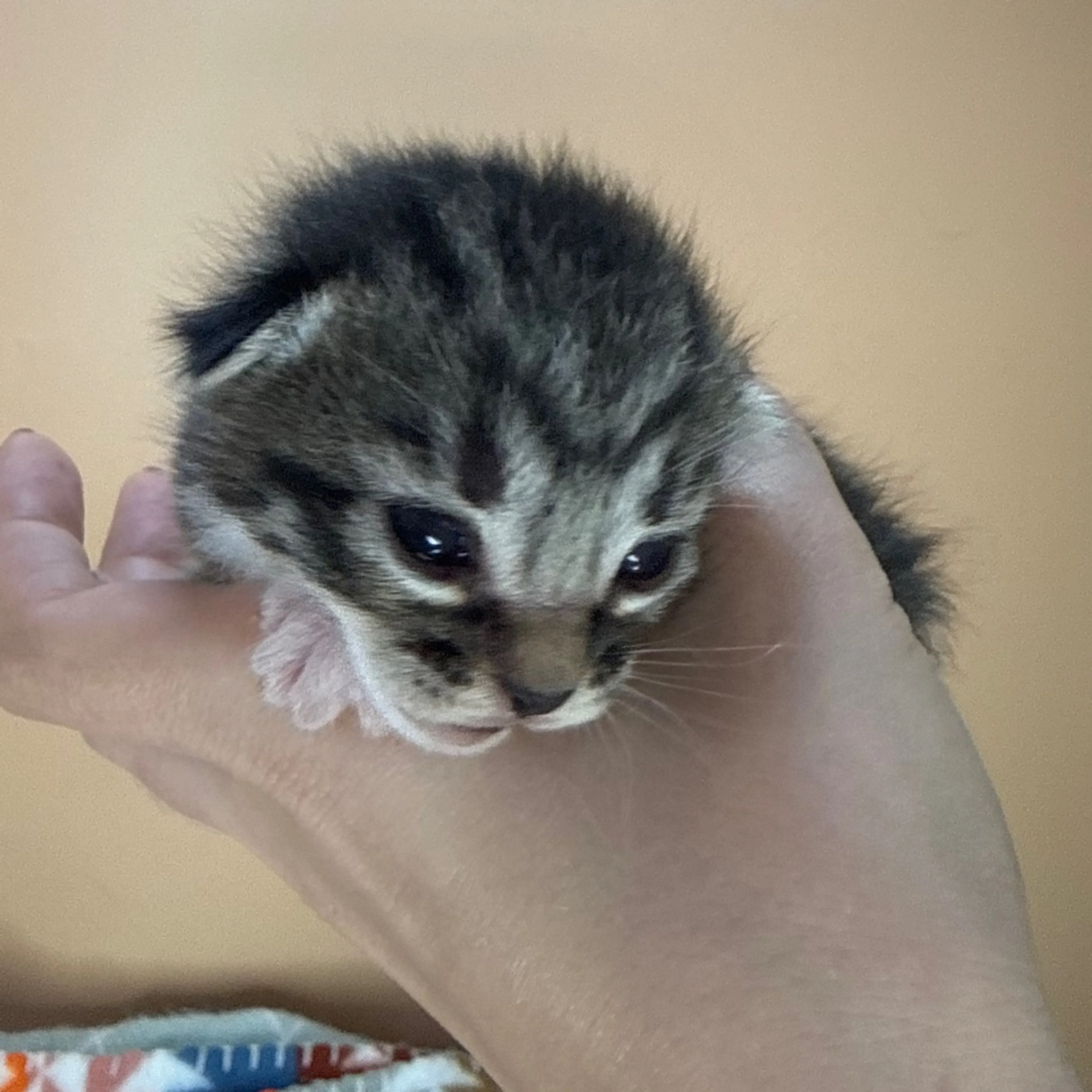 Found pet-1