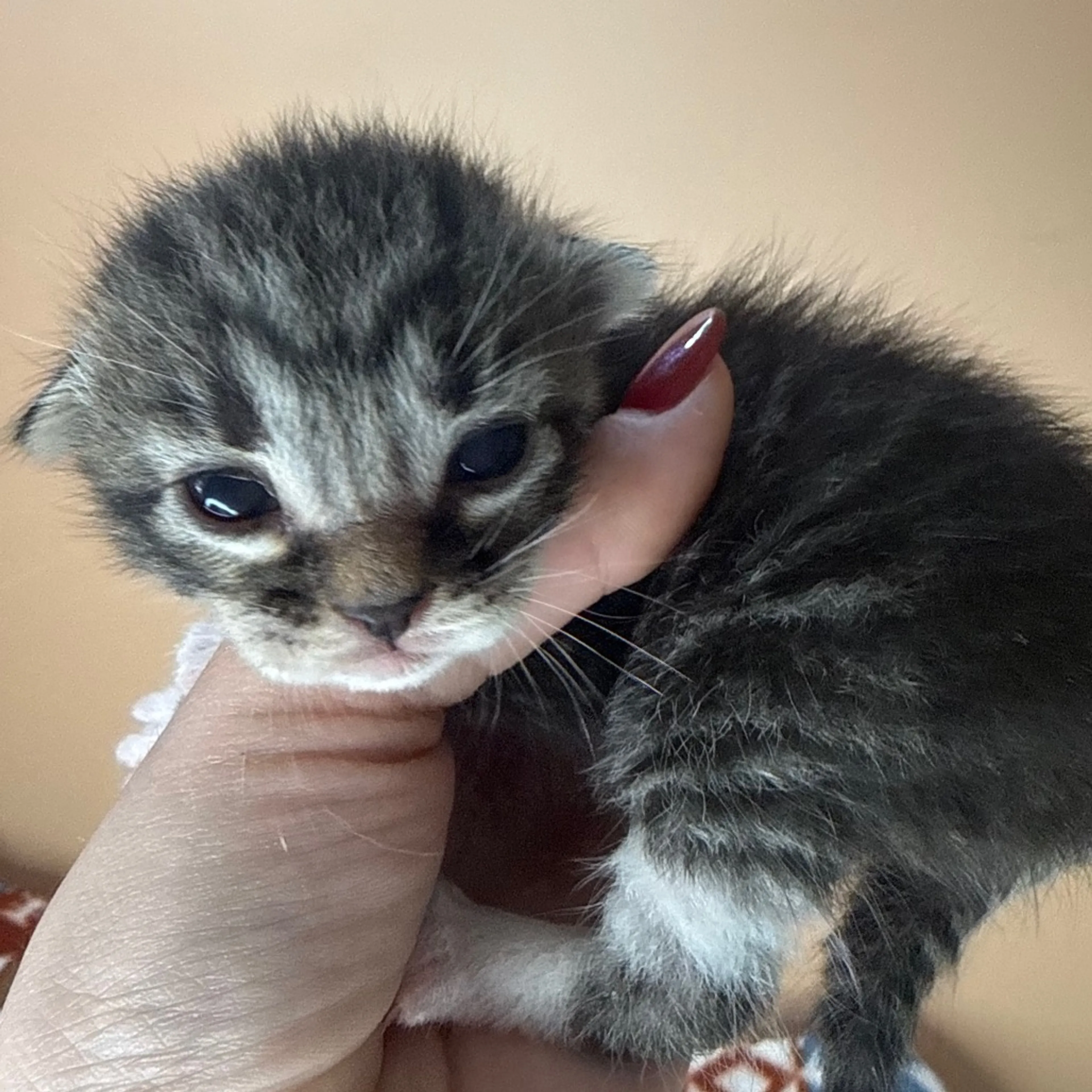 Found pet-2