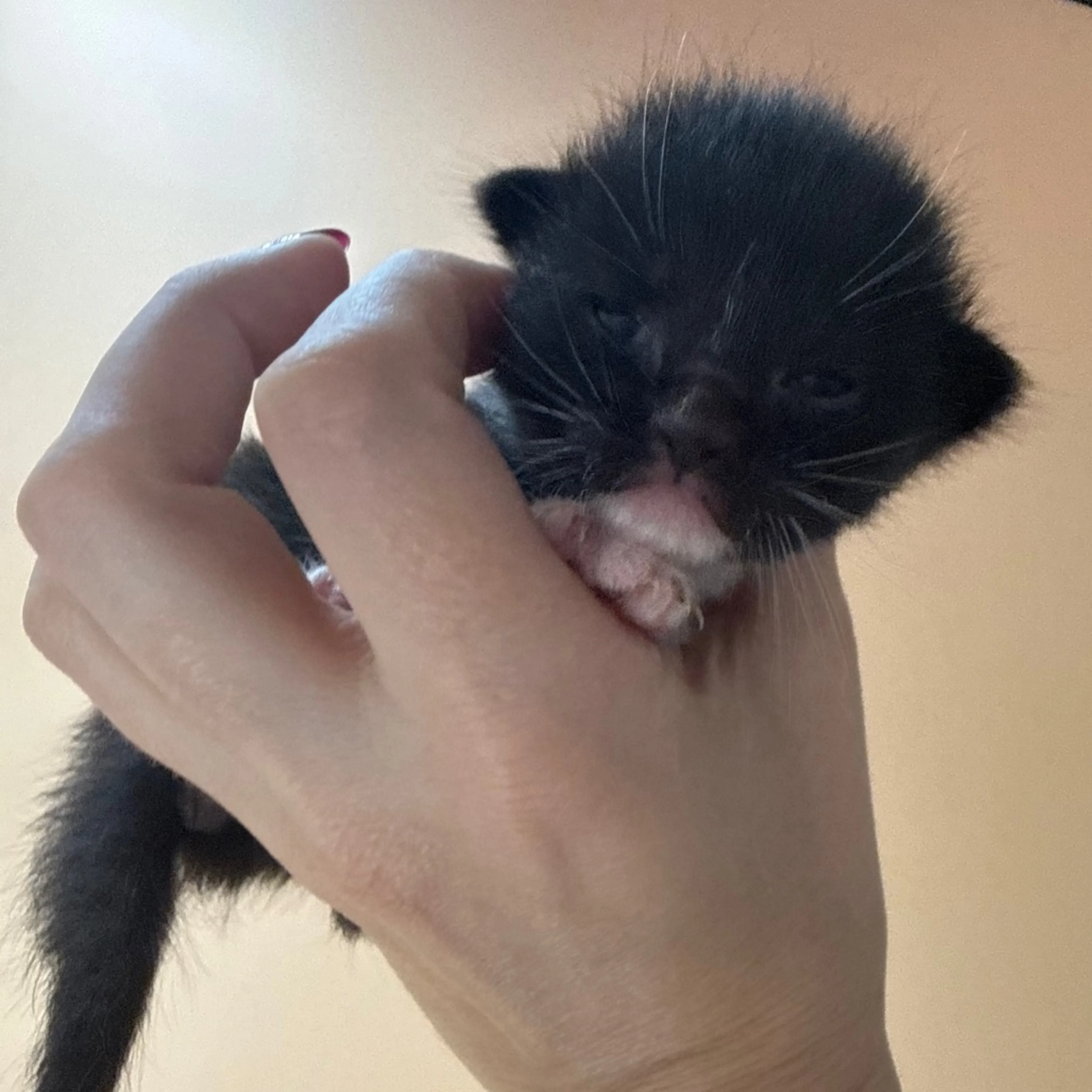 Found pet-1