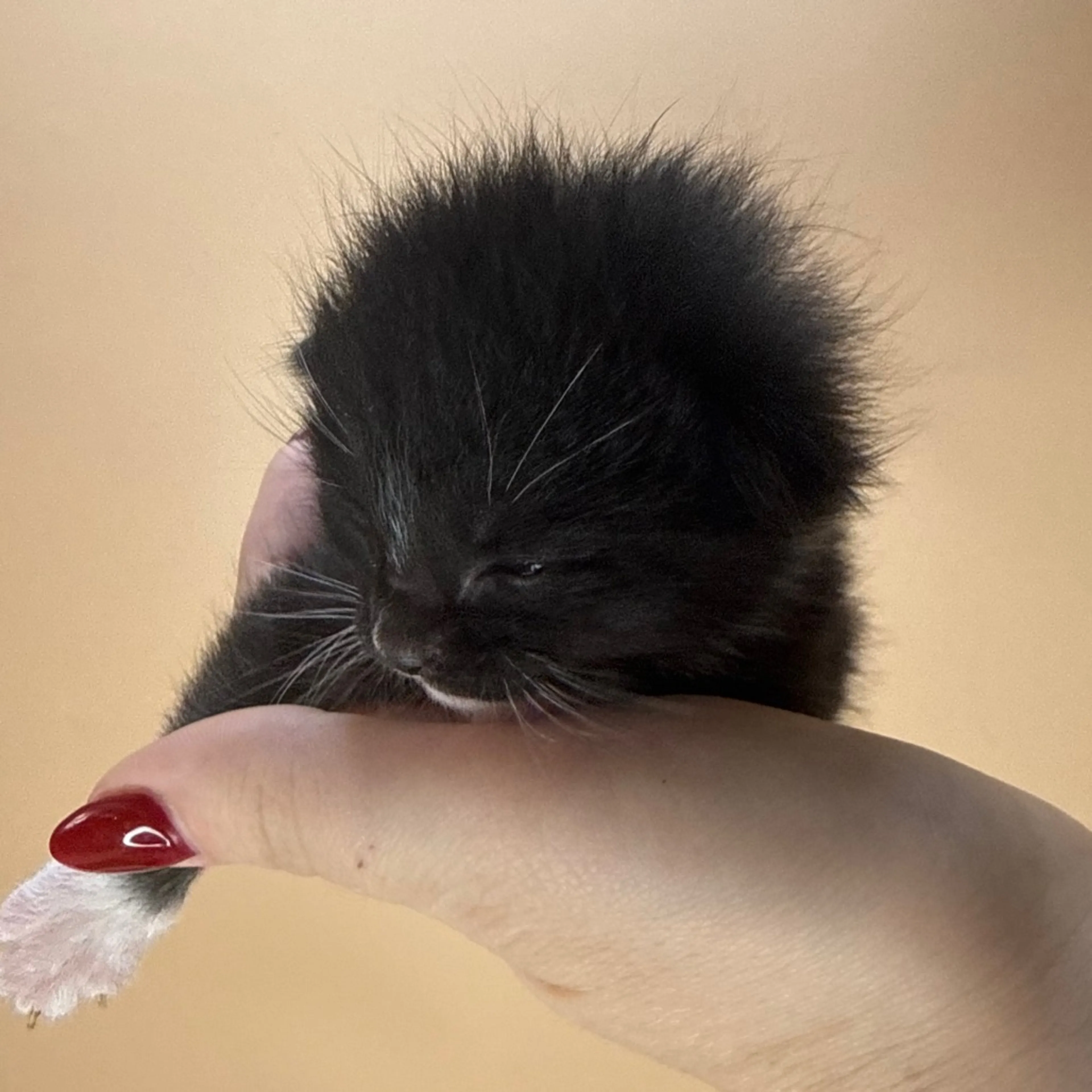 Found pet-3