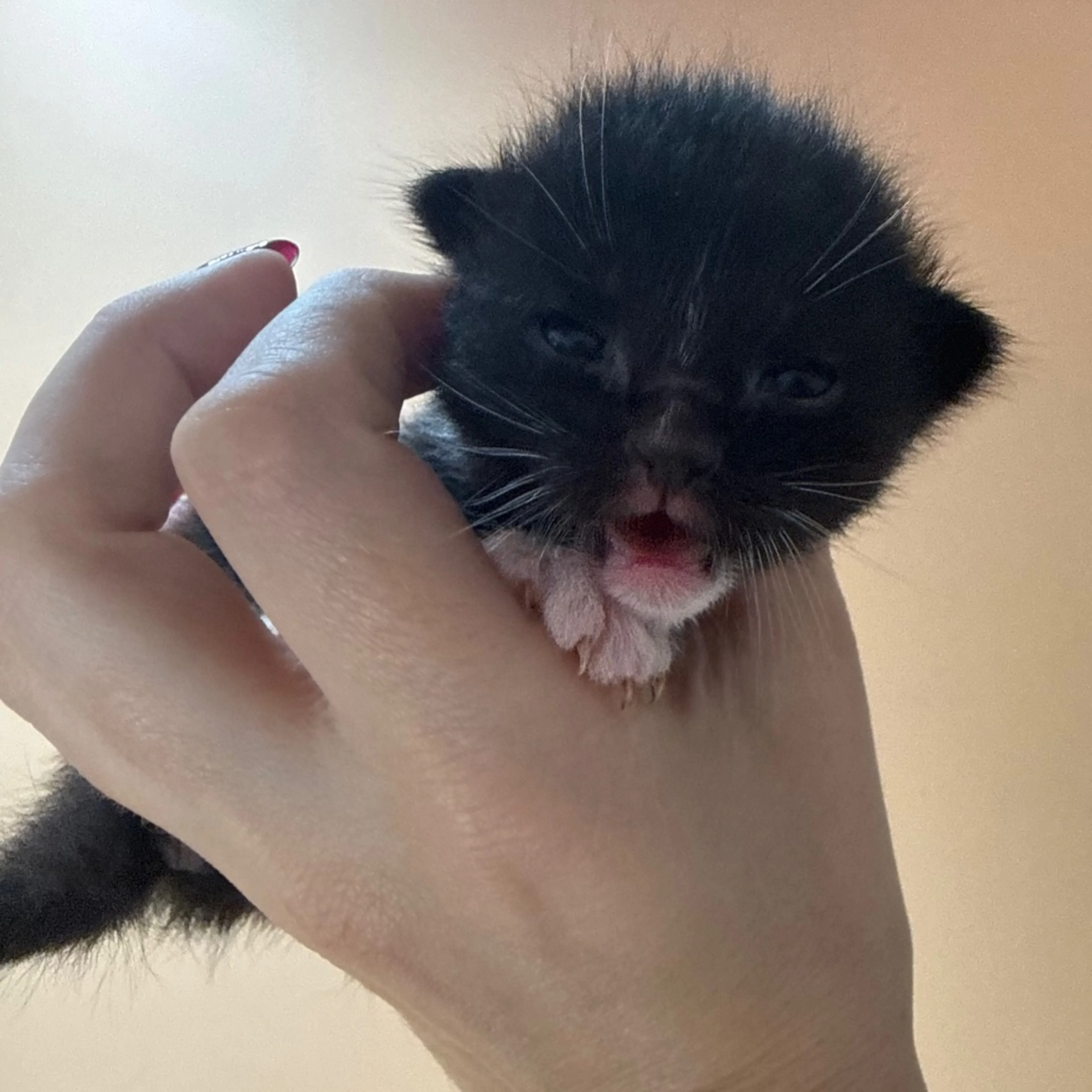 Found pet-0