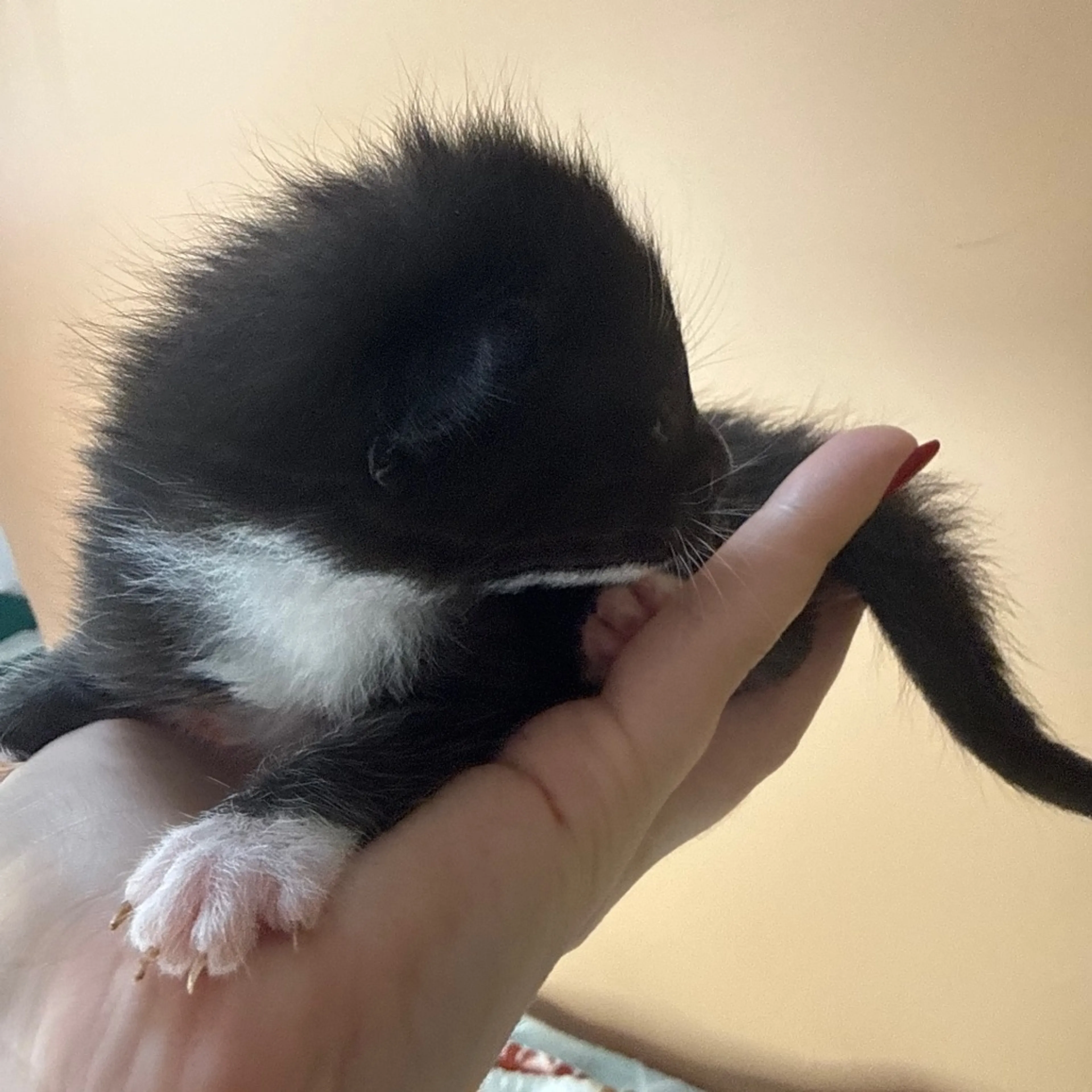 Found pet-2