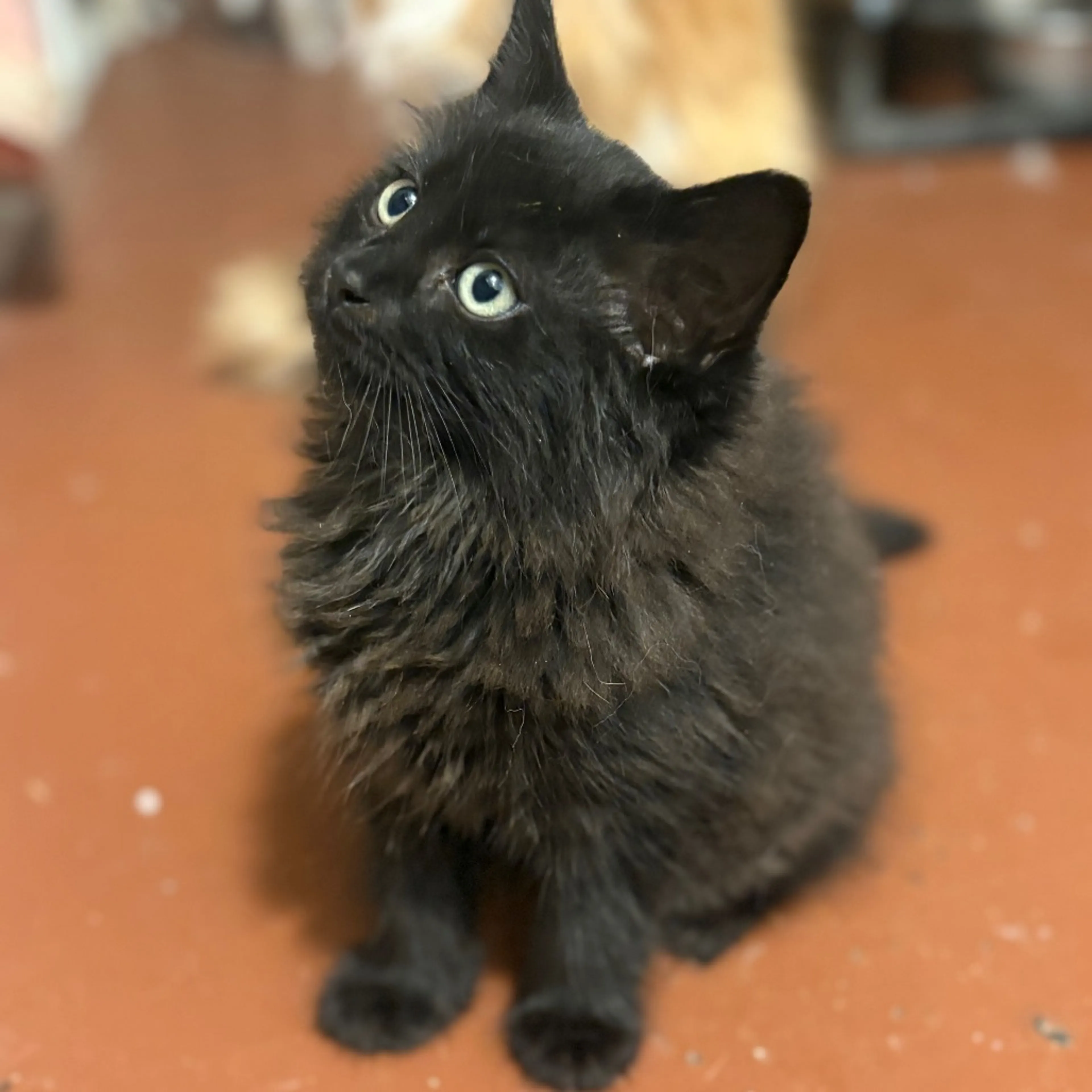 Found pet