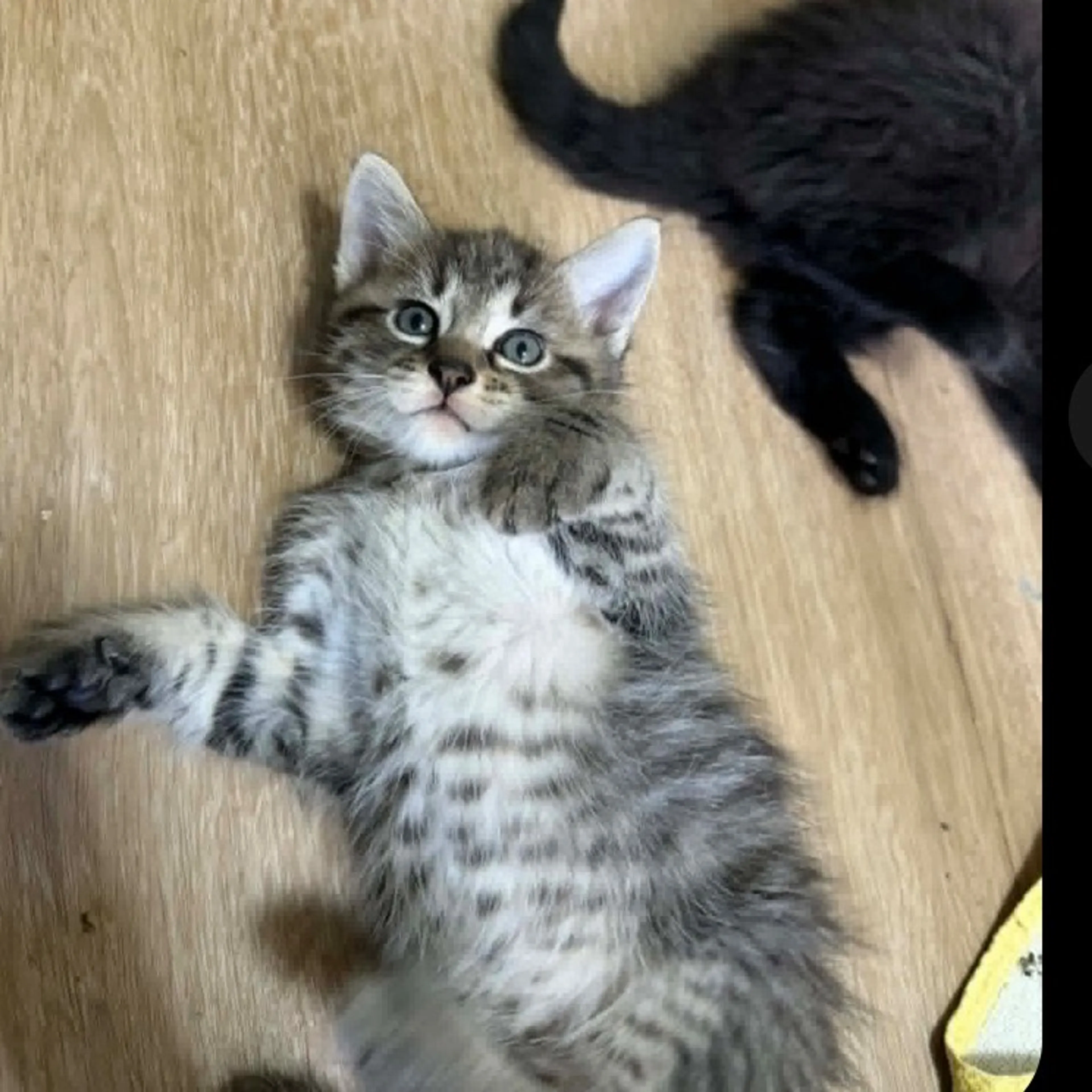Found pet