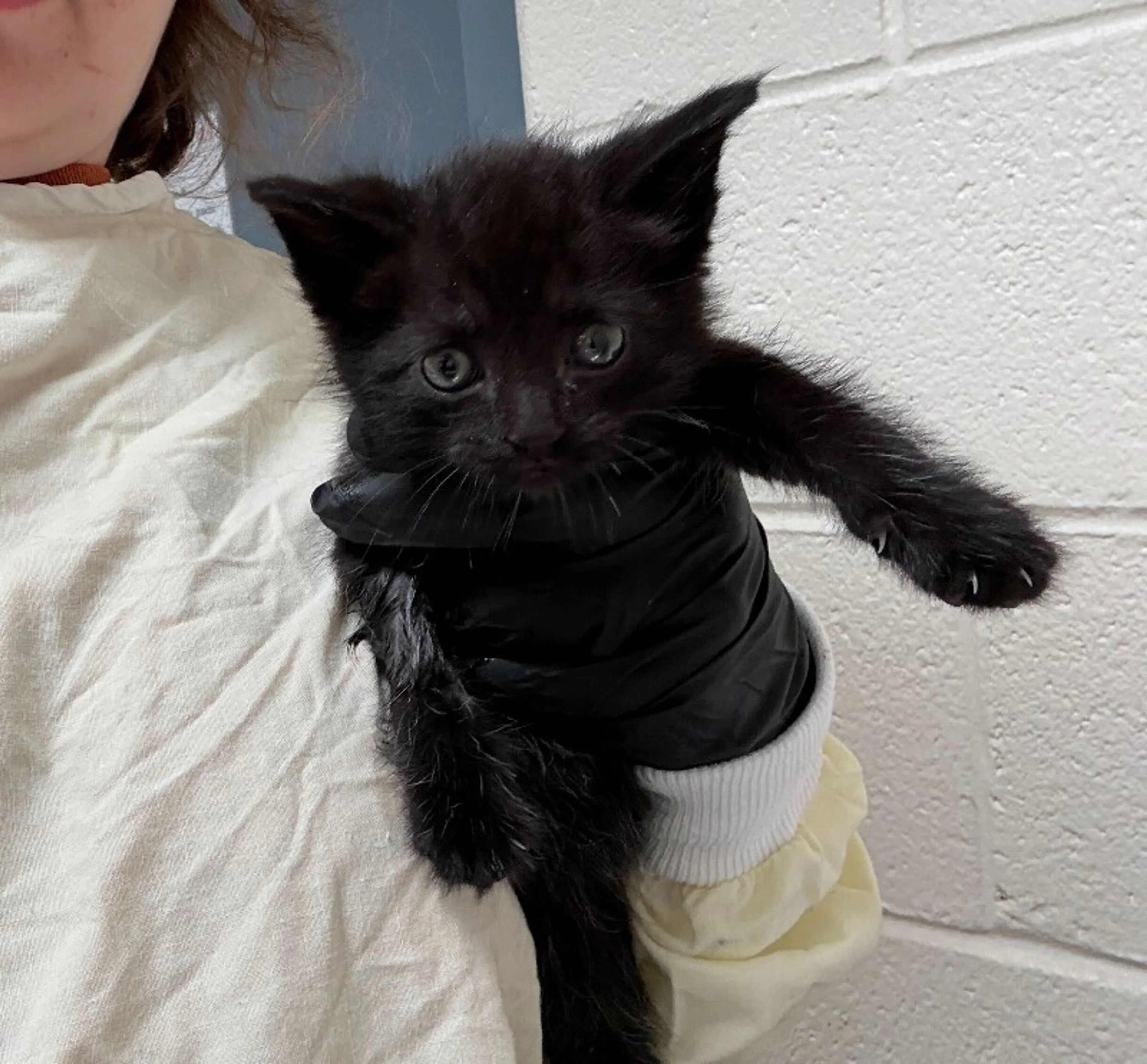 Found pet
