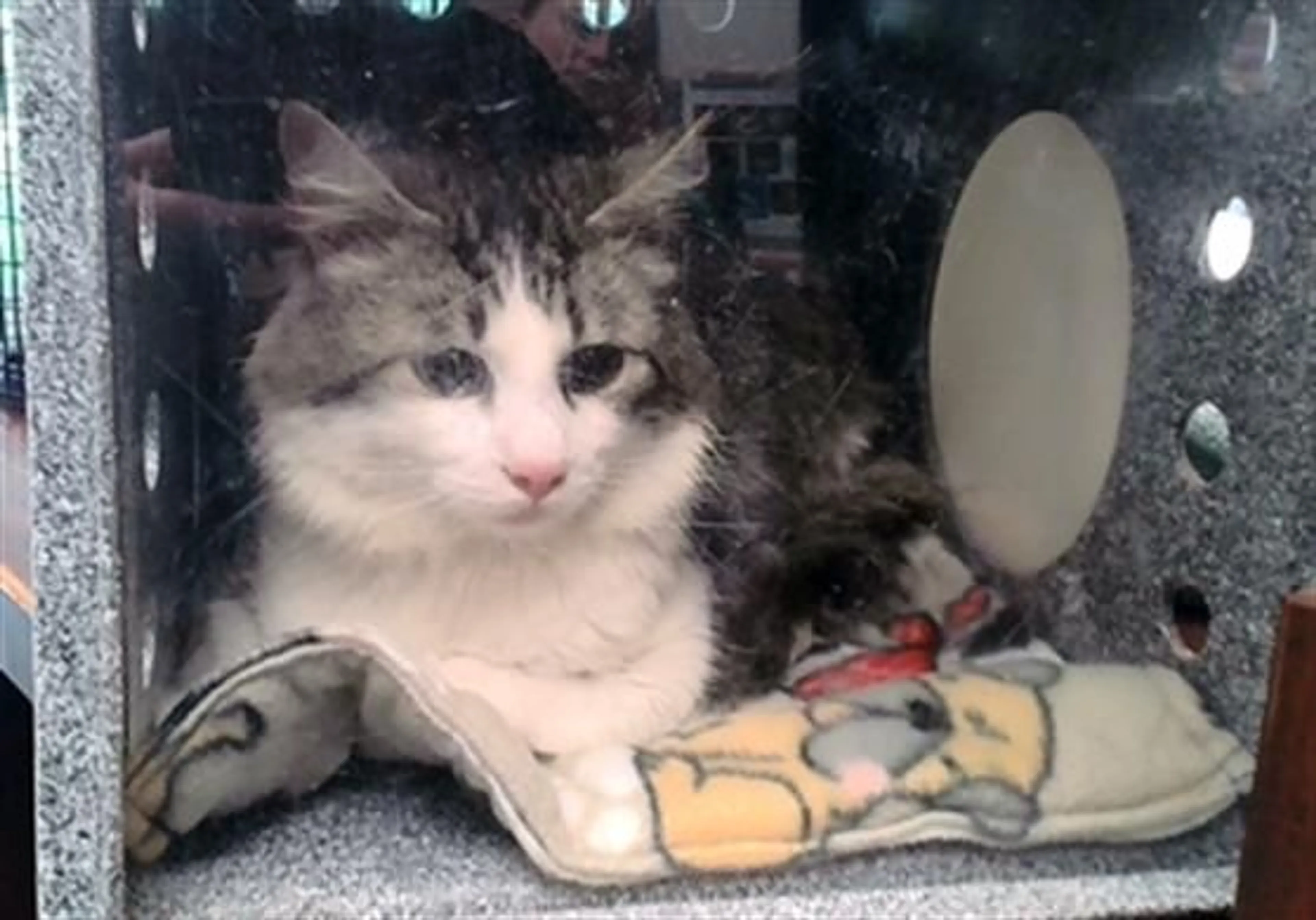 Found pet