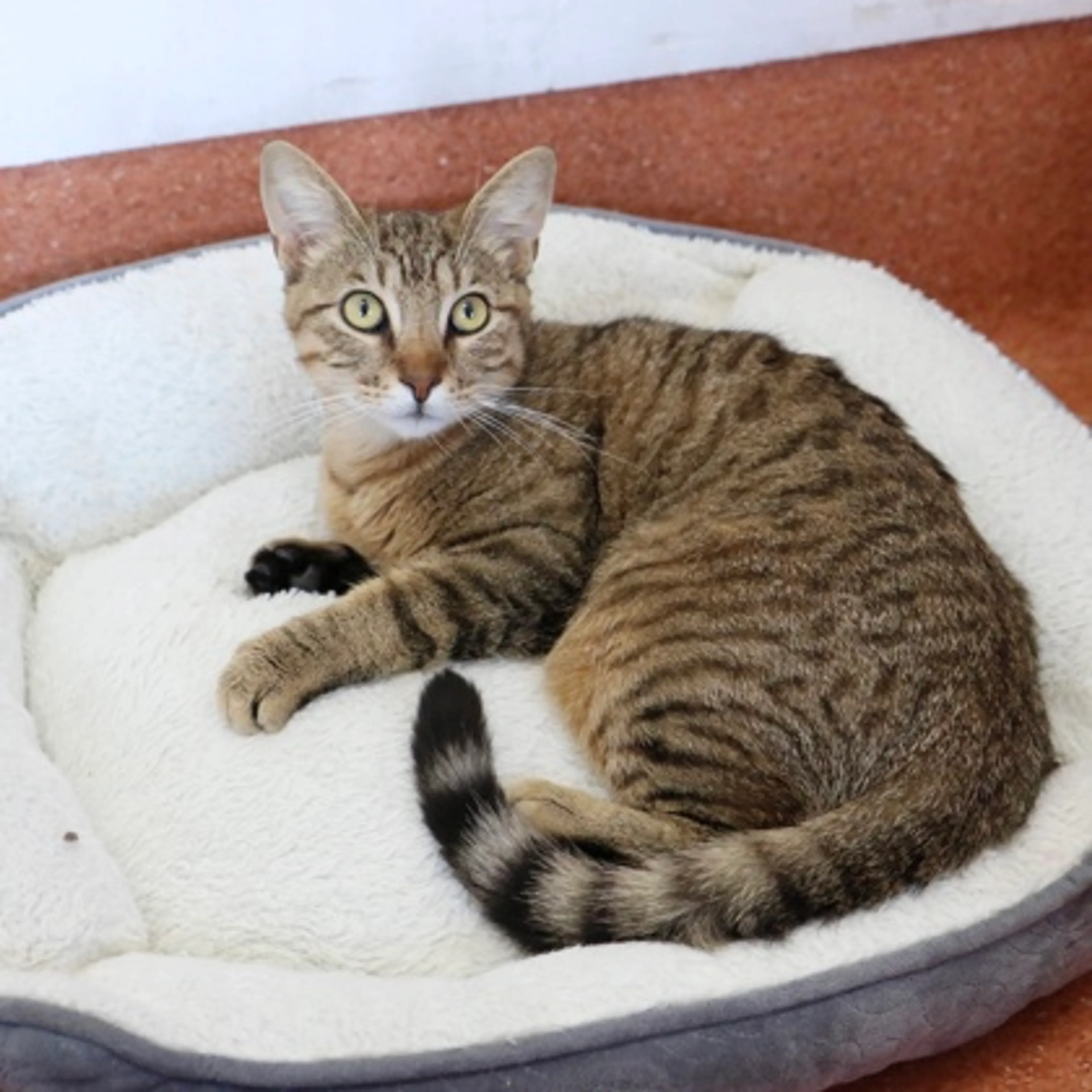 Found pet-1