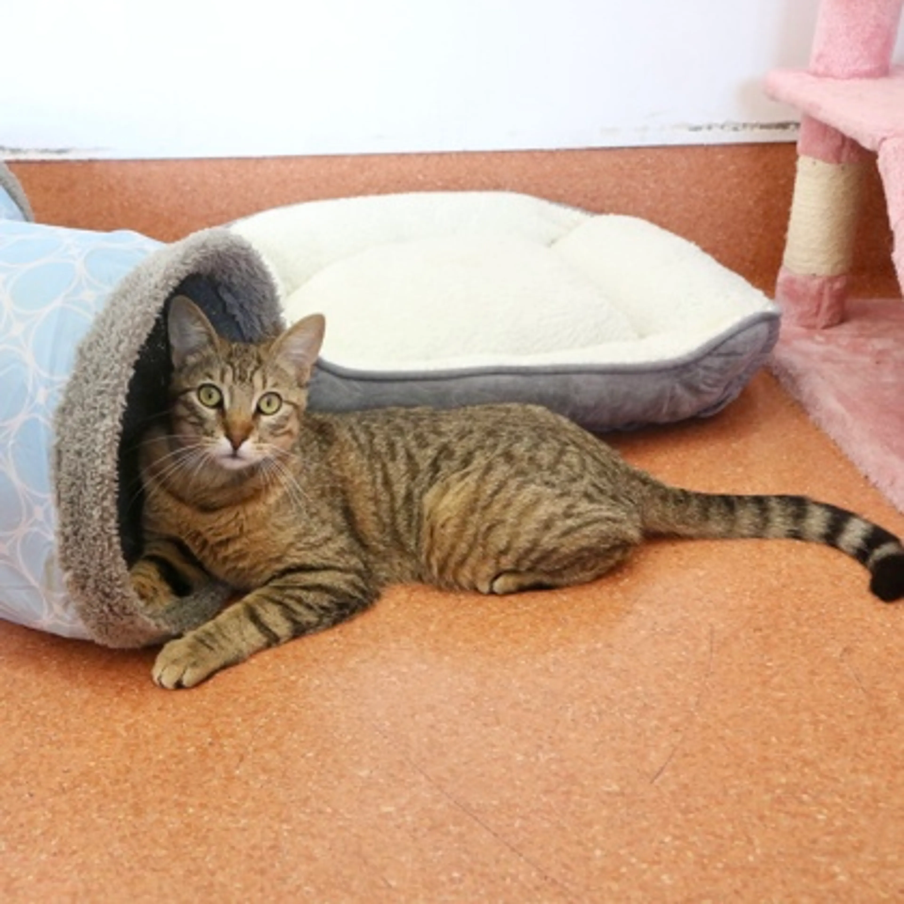 Found pet-2
