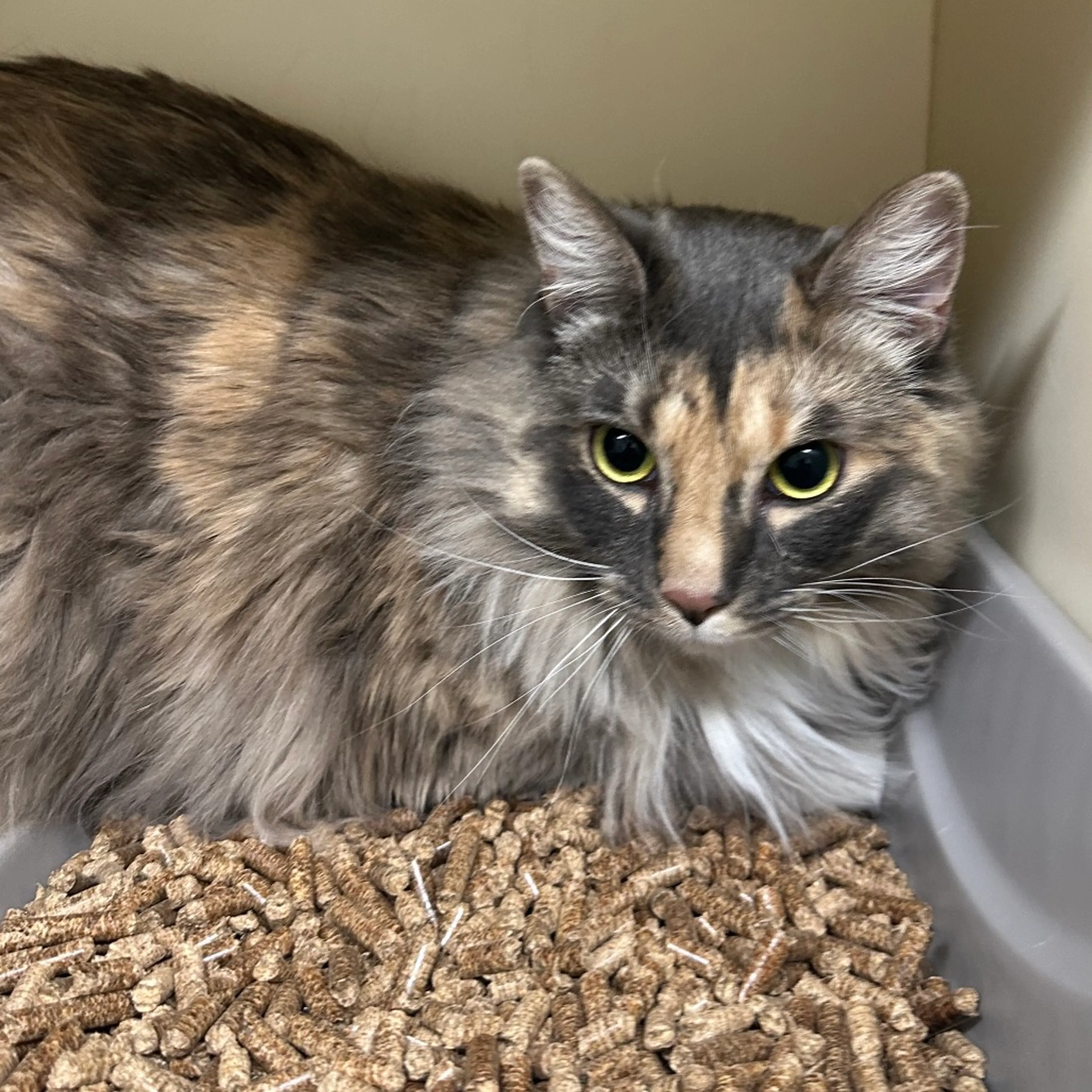 Found pet