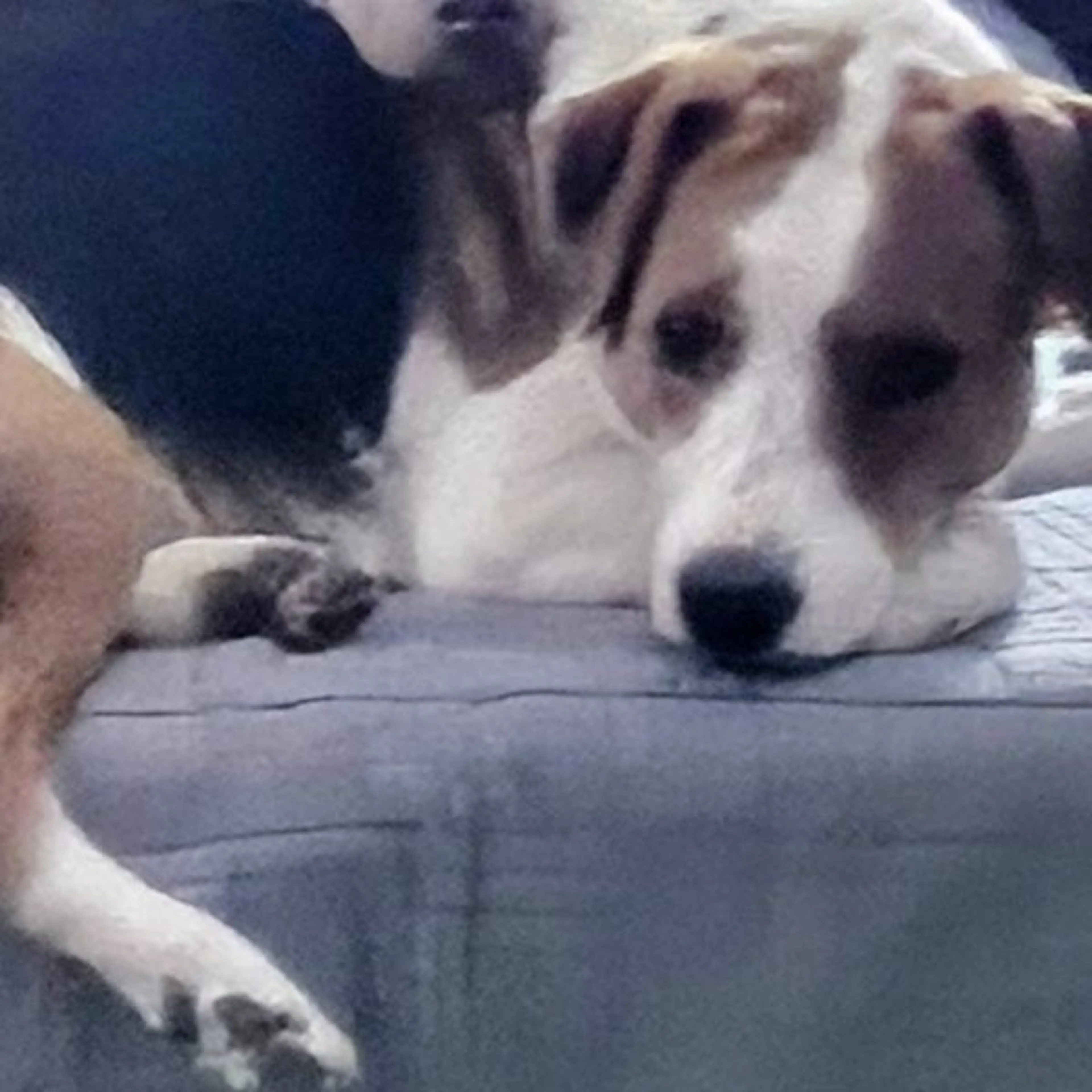 Lost pet