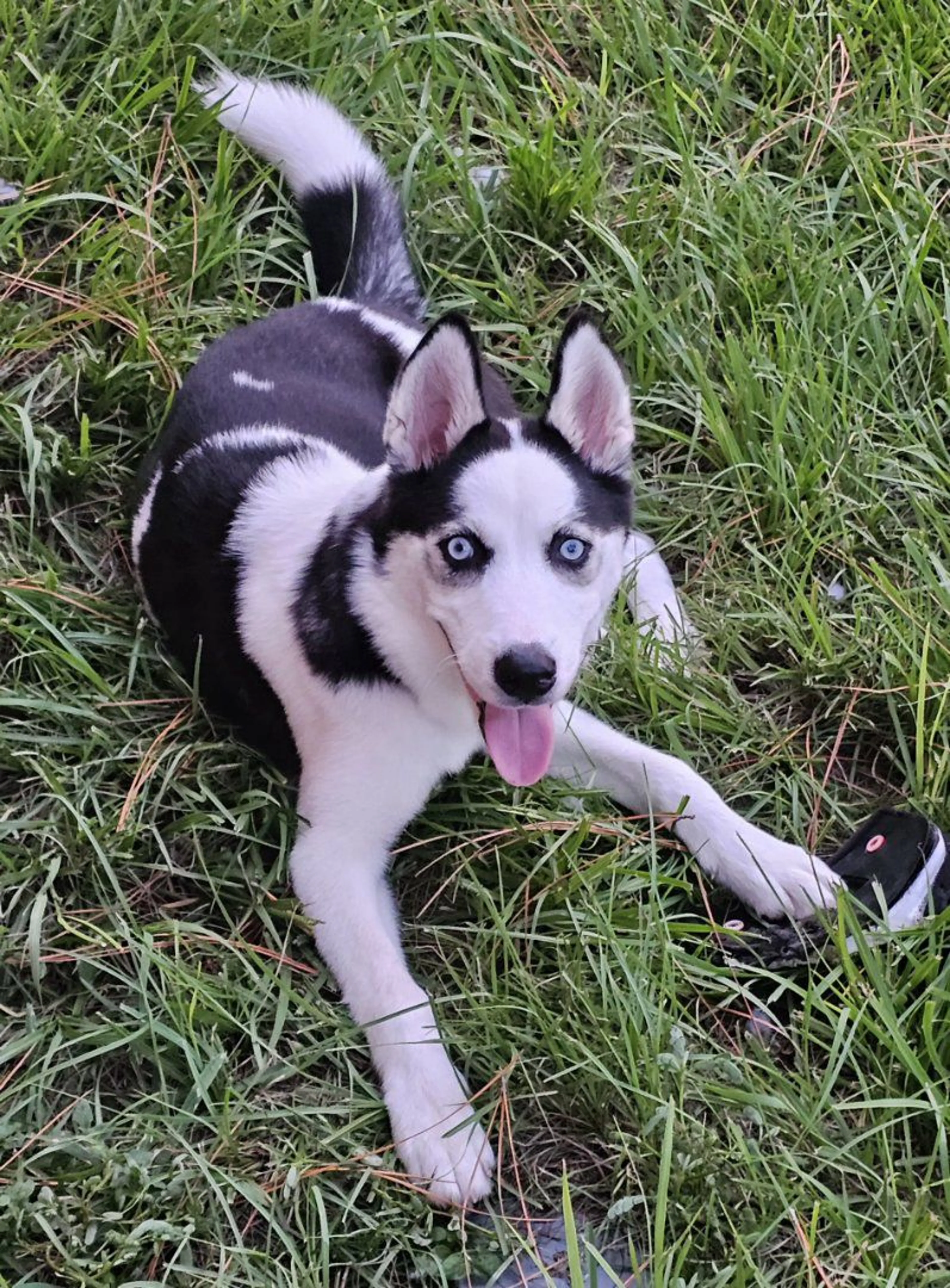 Lost pet