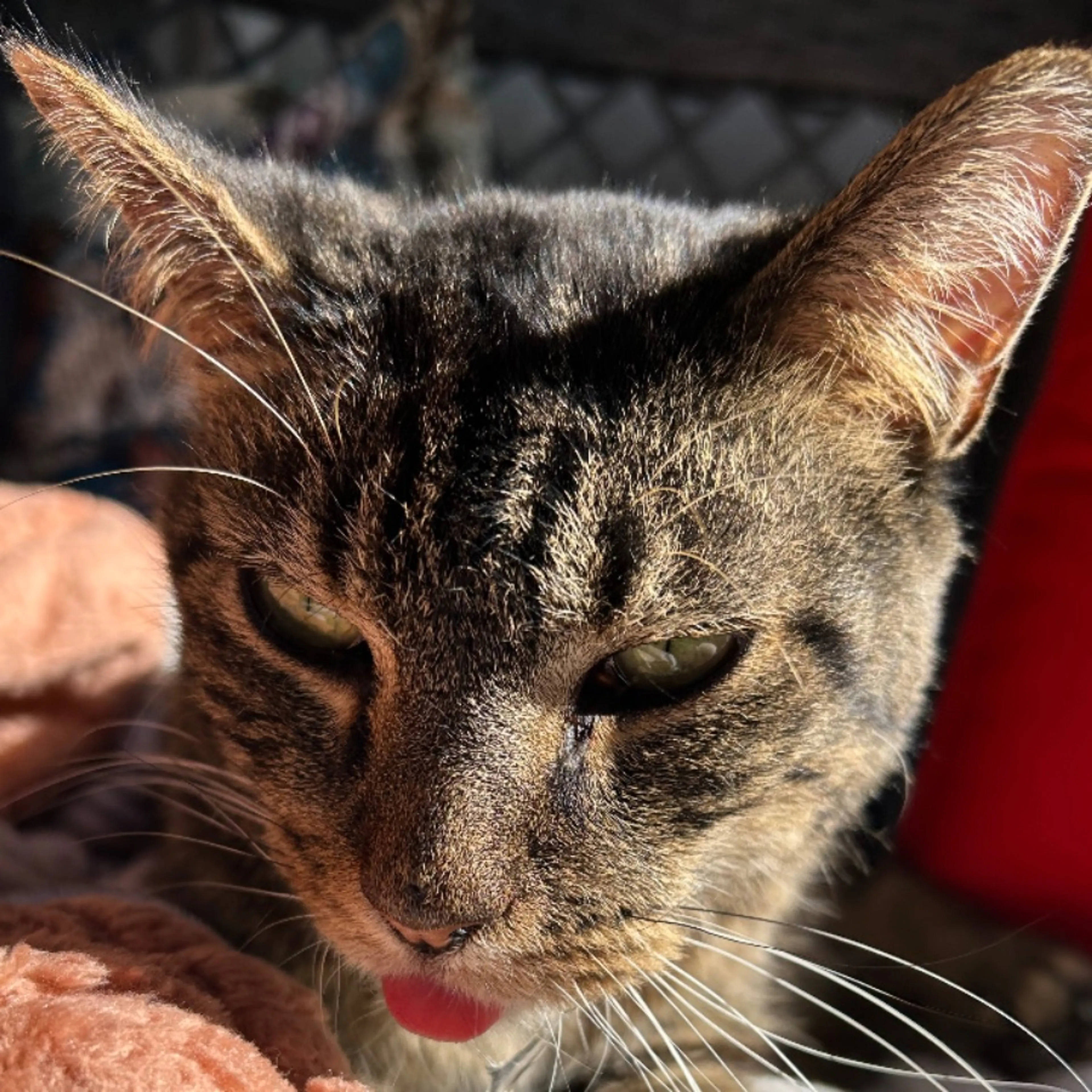 Lost pet