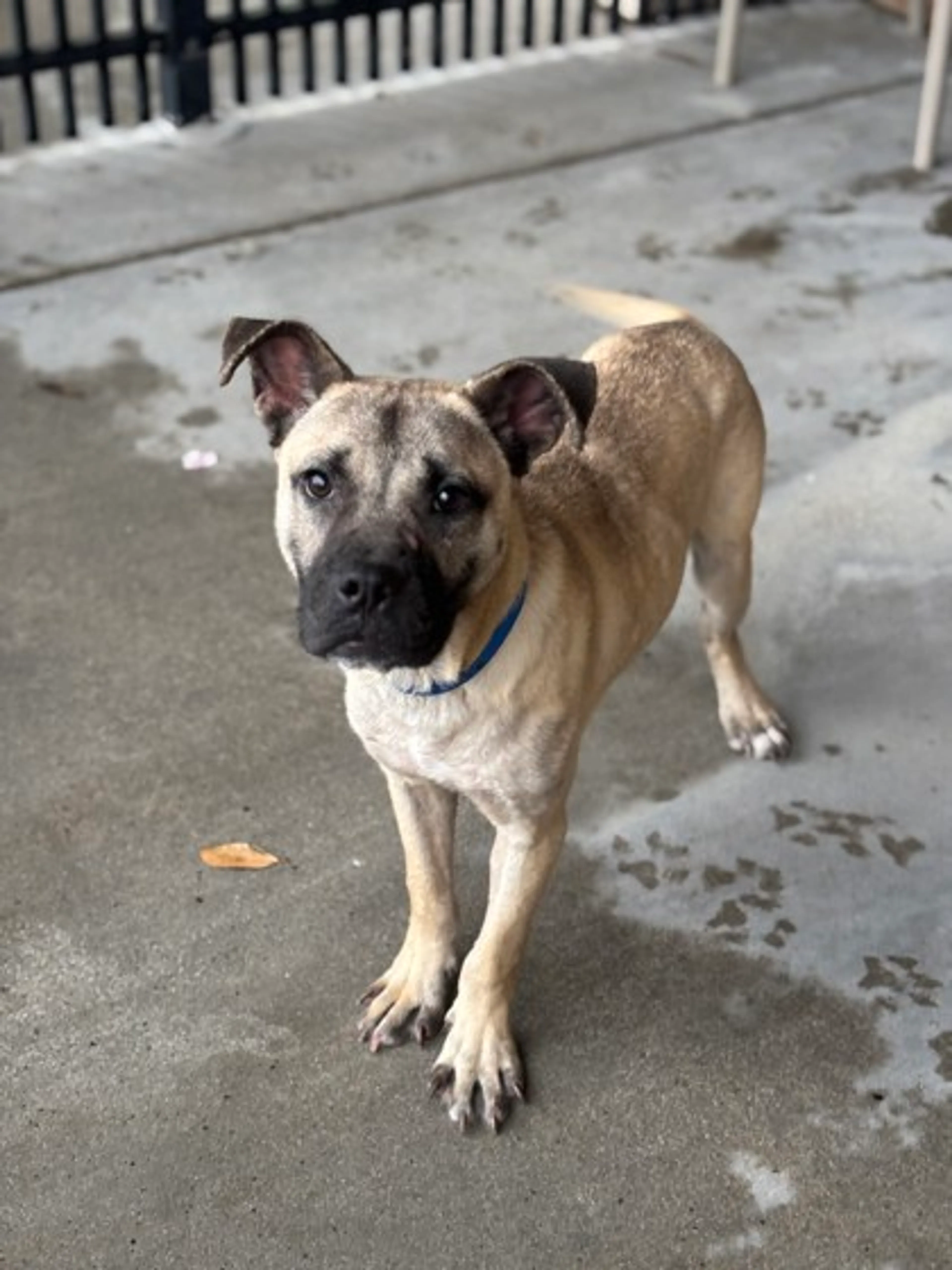 Found pet-1