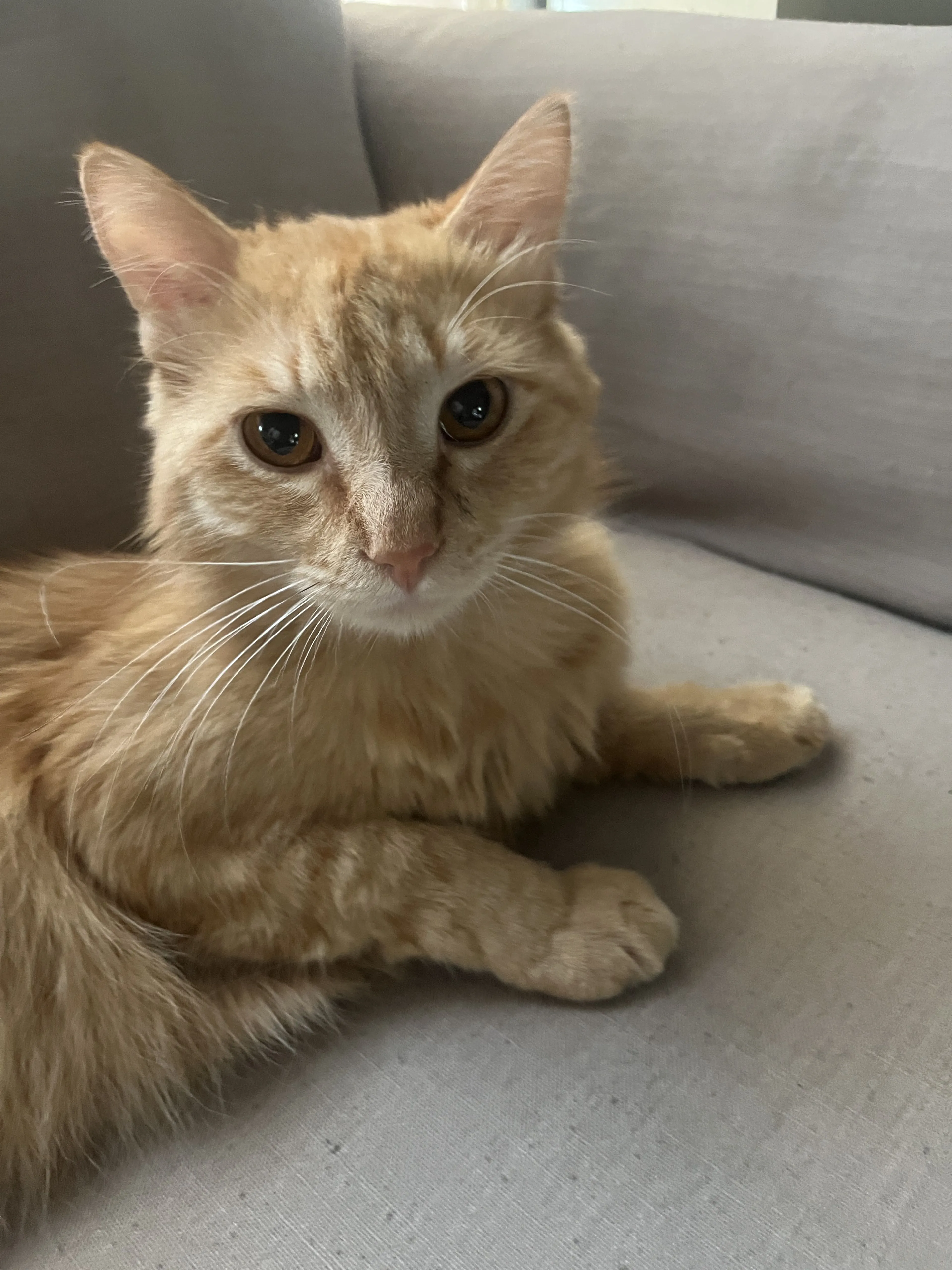 Lost pet-2