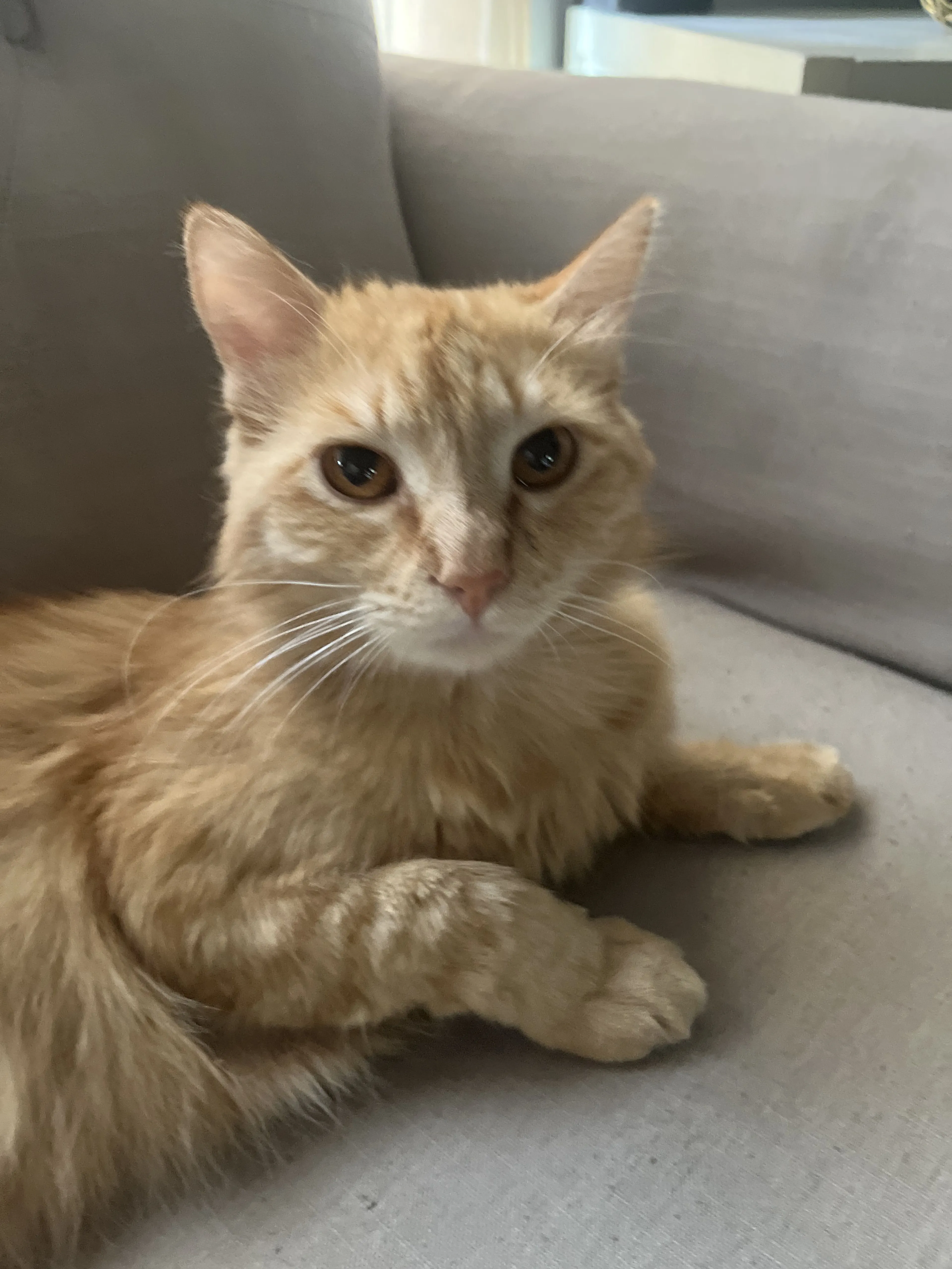 Lost pet-1