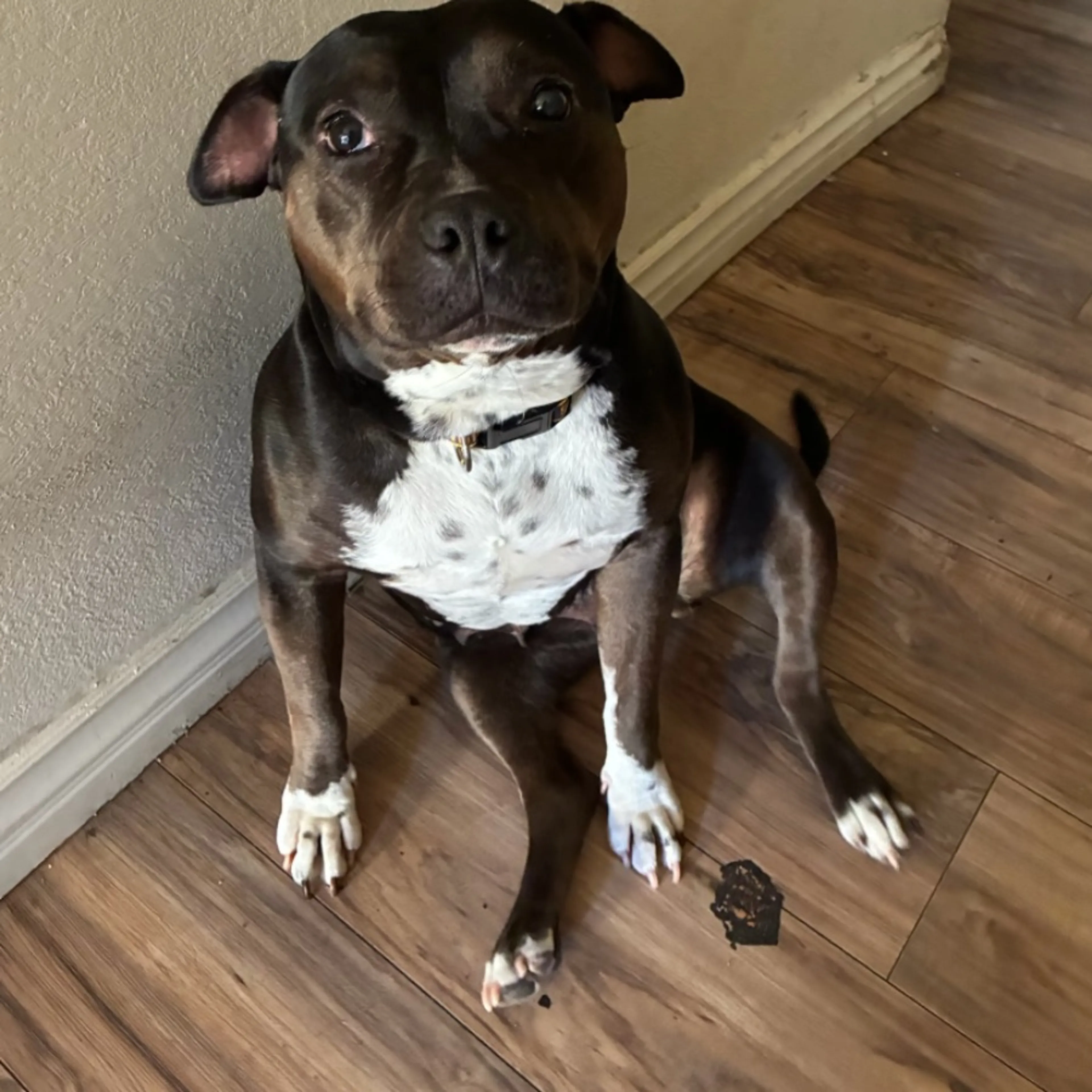 Lost pet