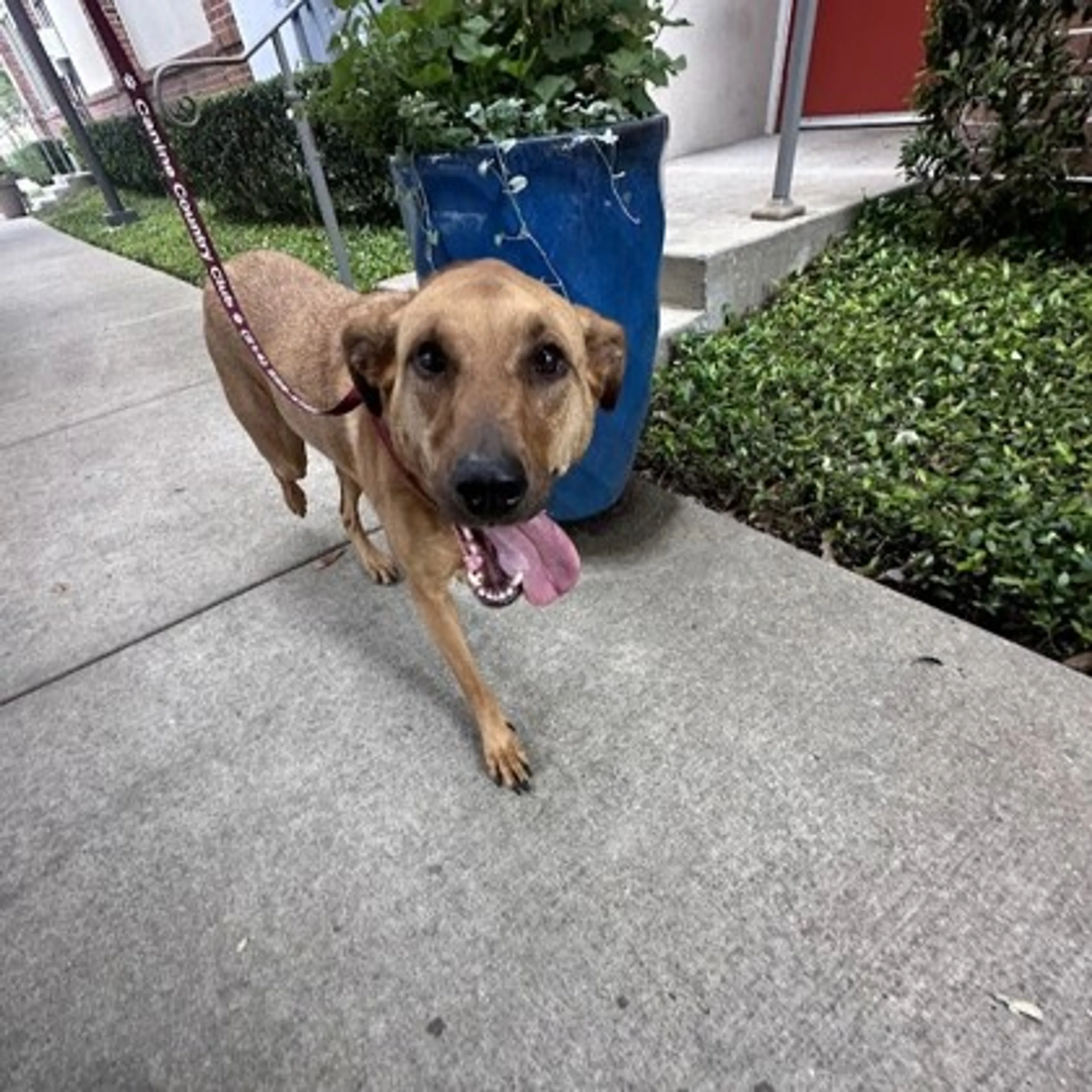 Found pet