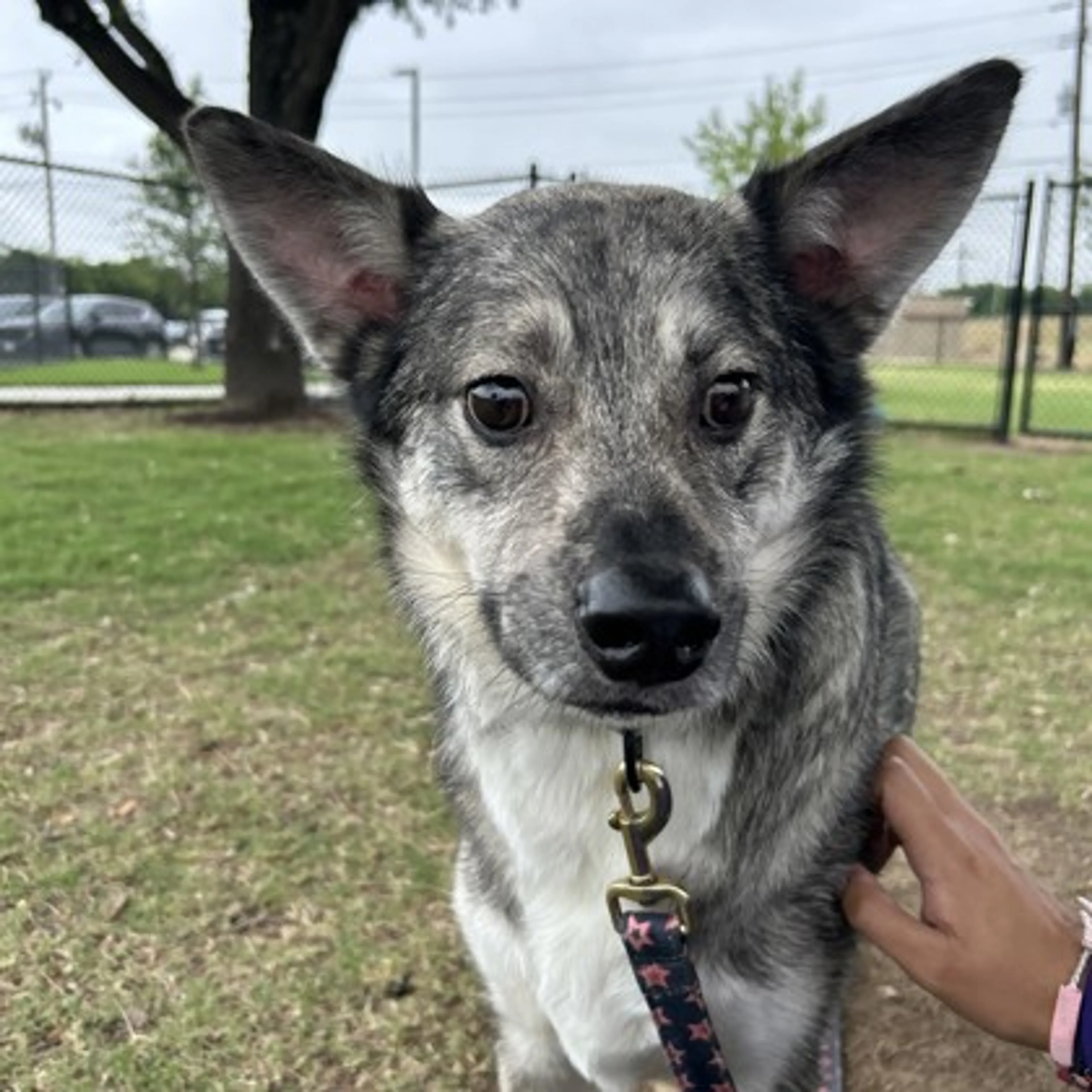 Found pet-1