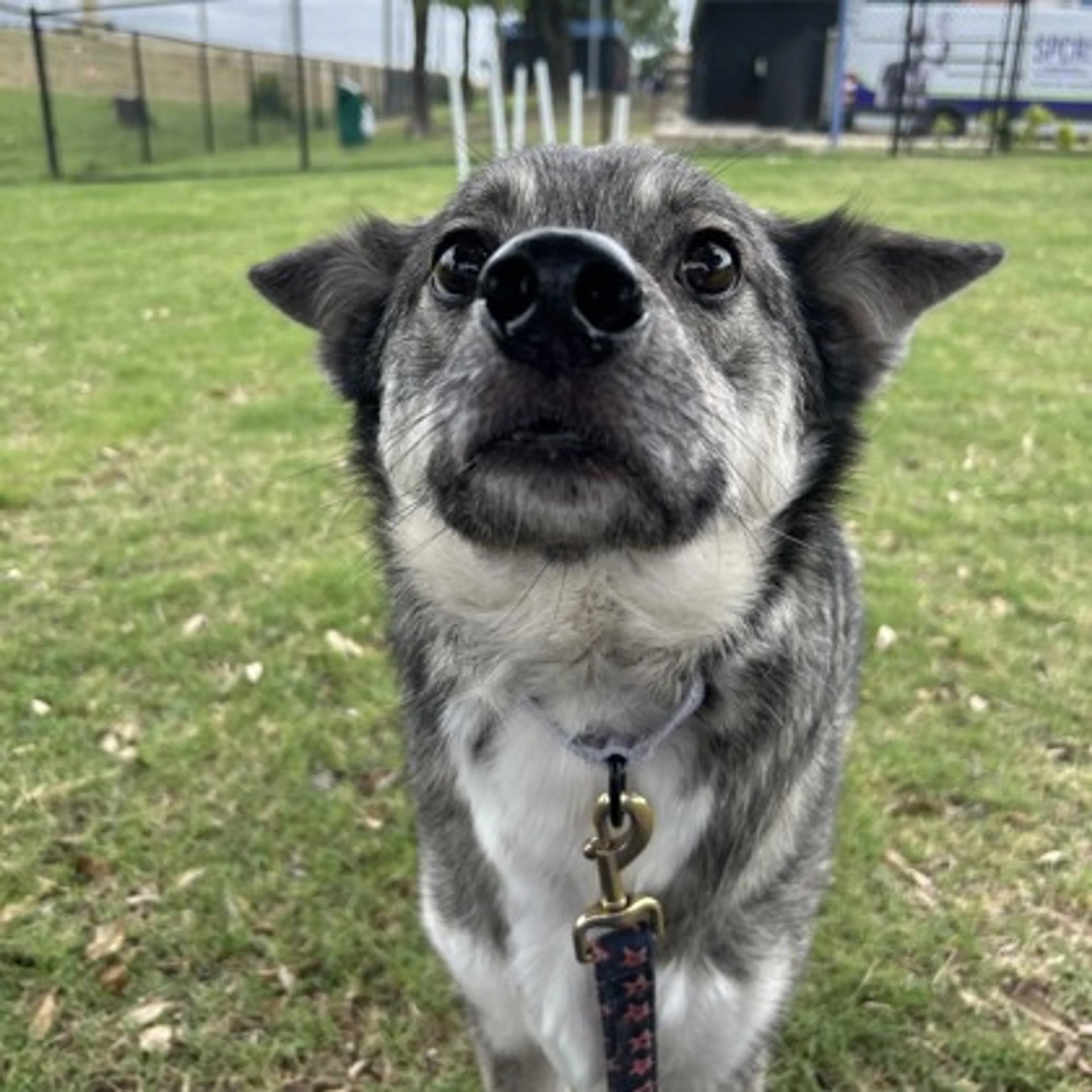 Found pet-2