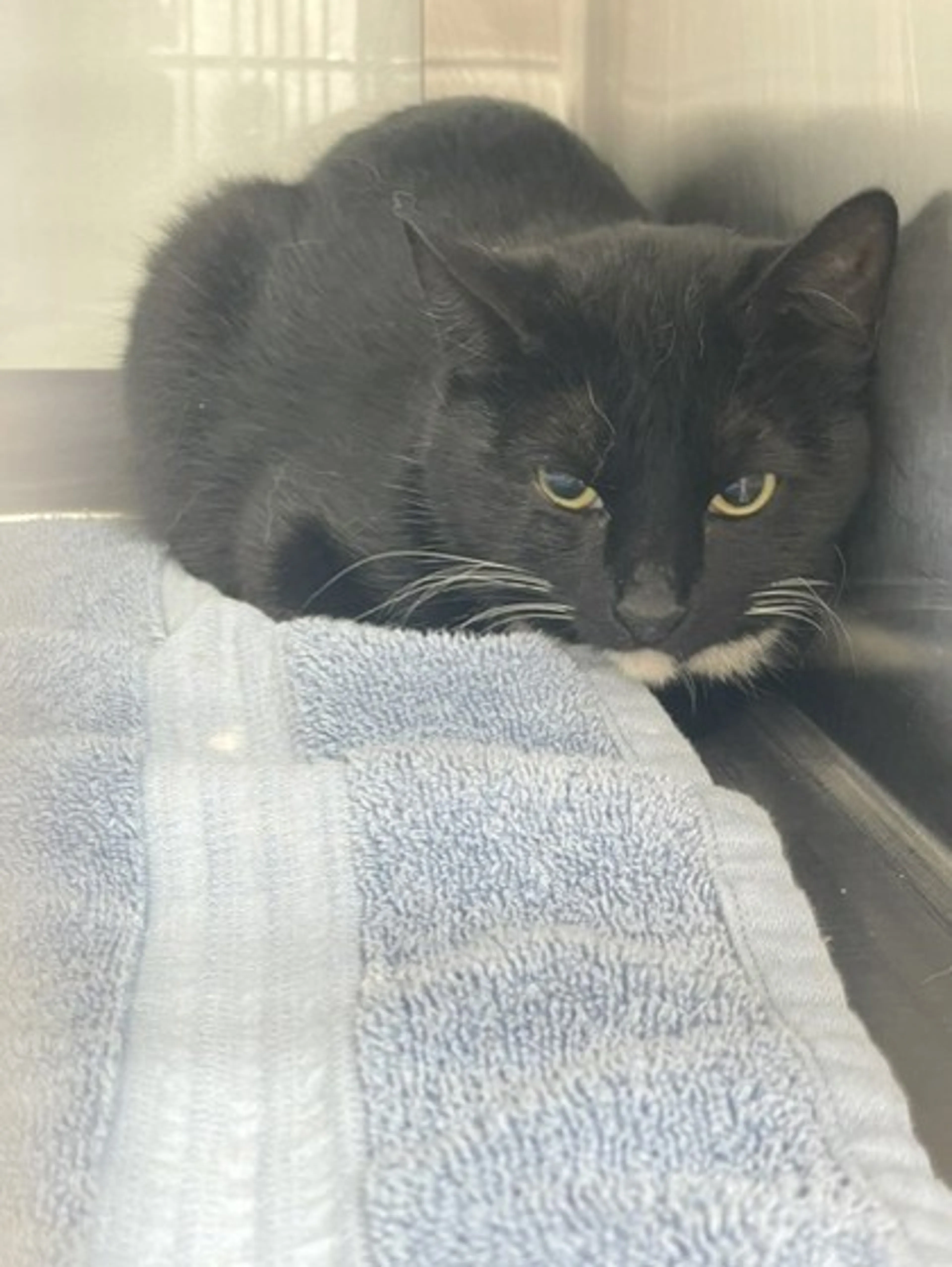 Found pet