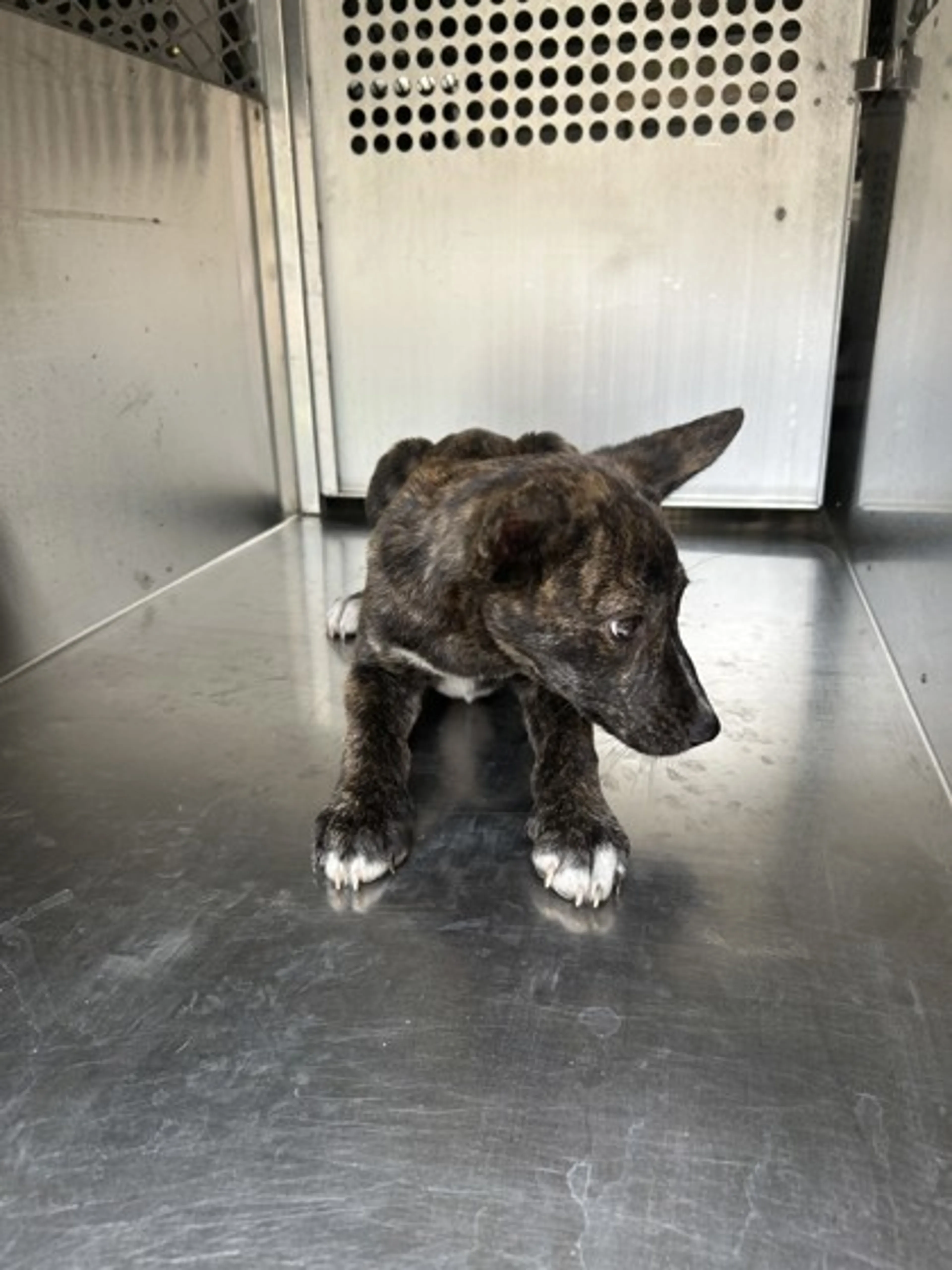Found pet