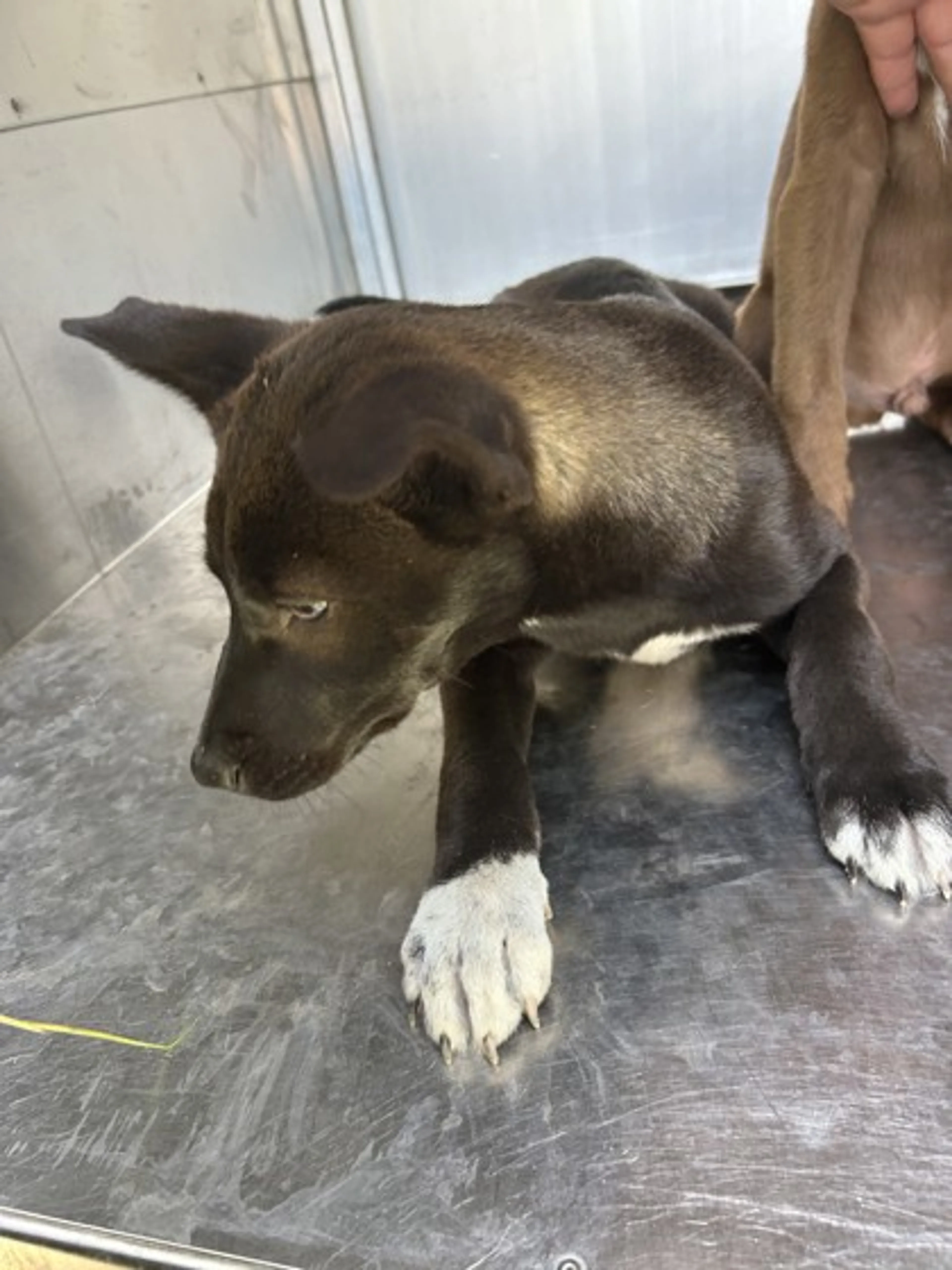 Found pet