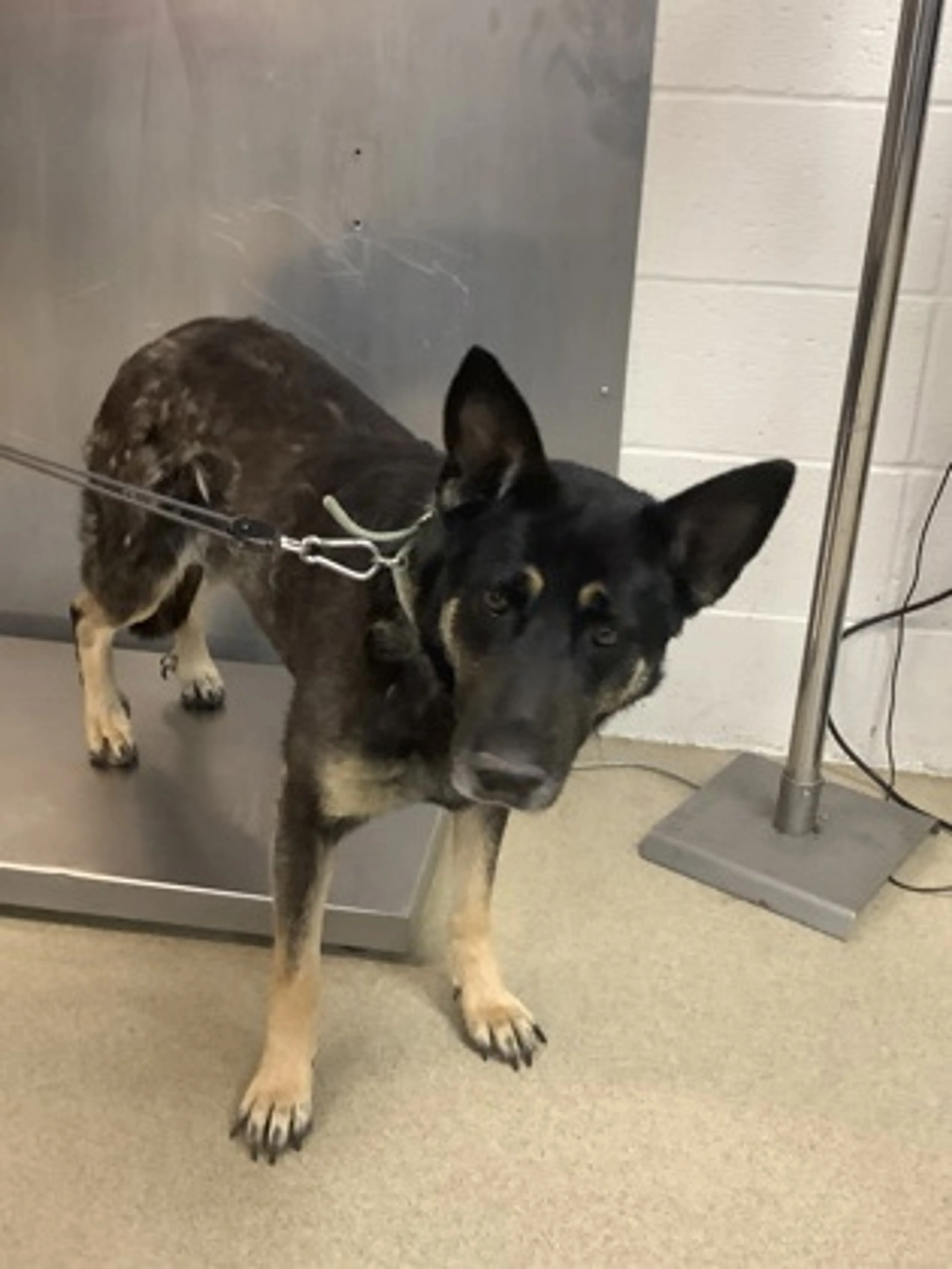 Found pet