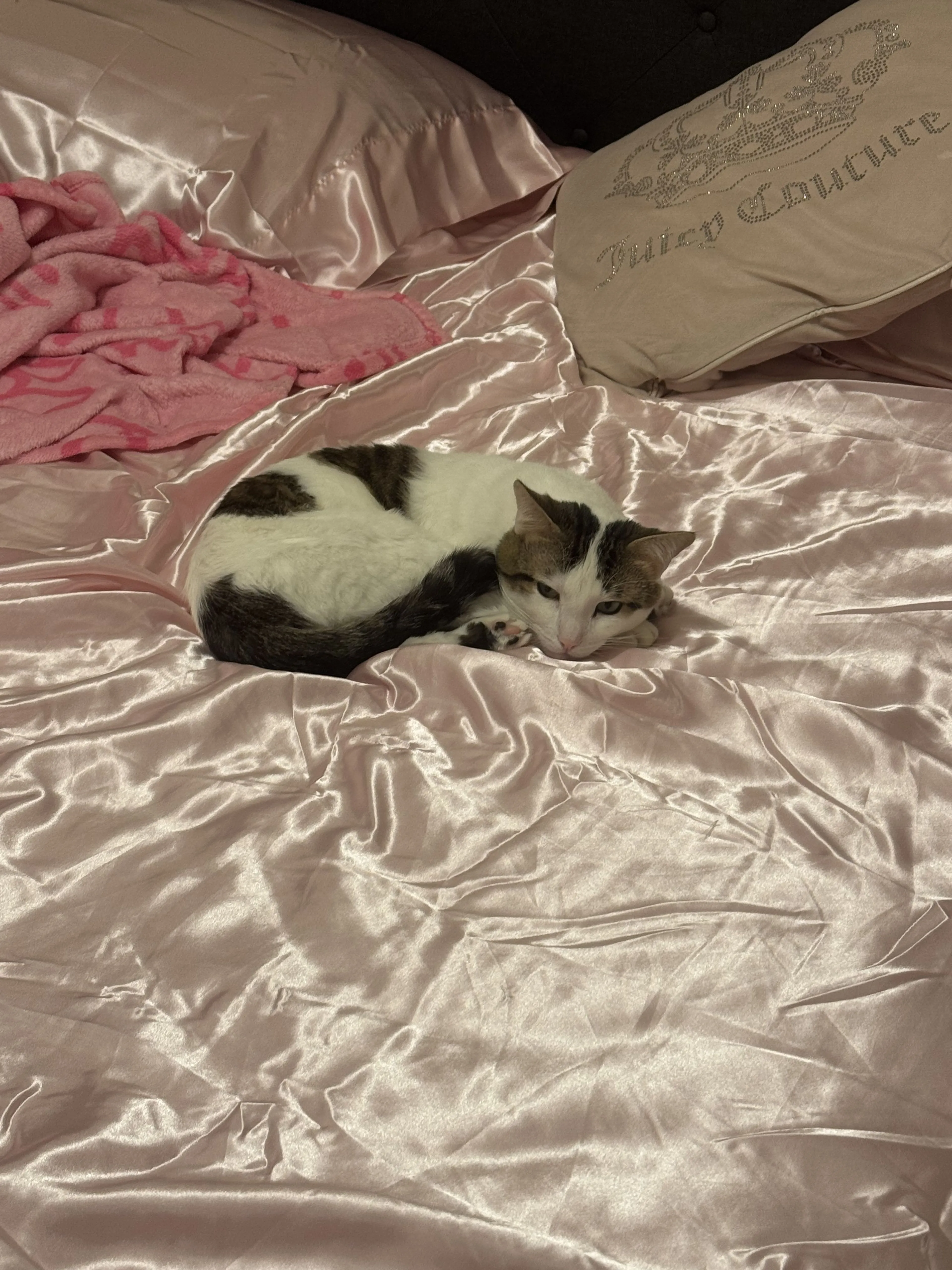Lost pet-1