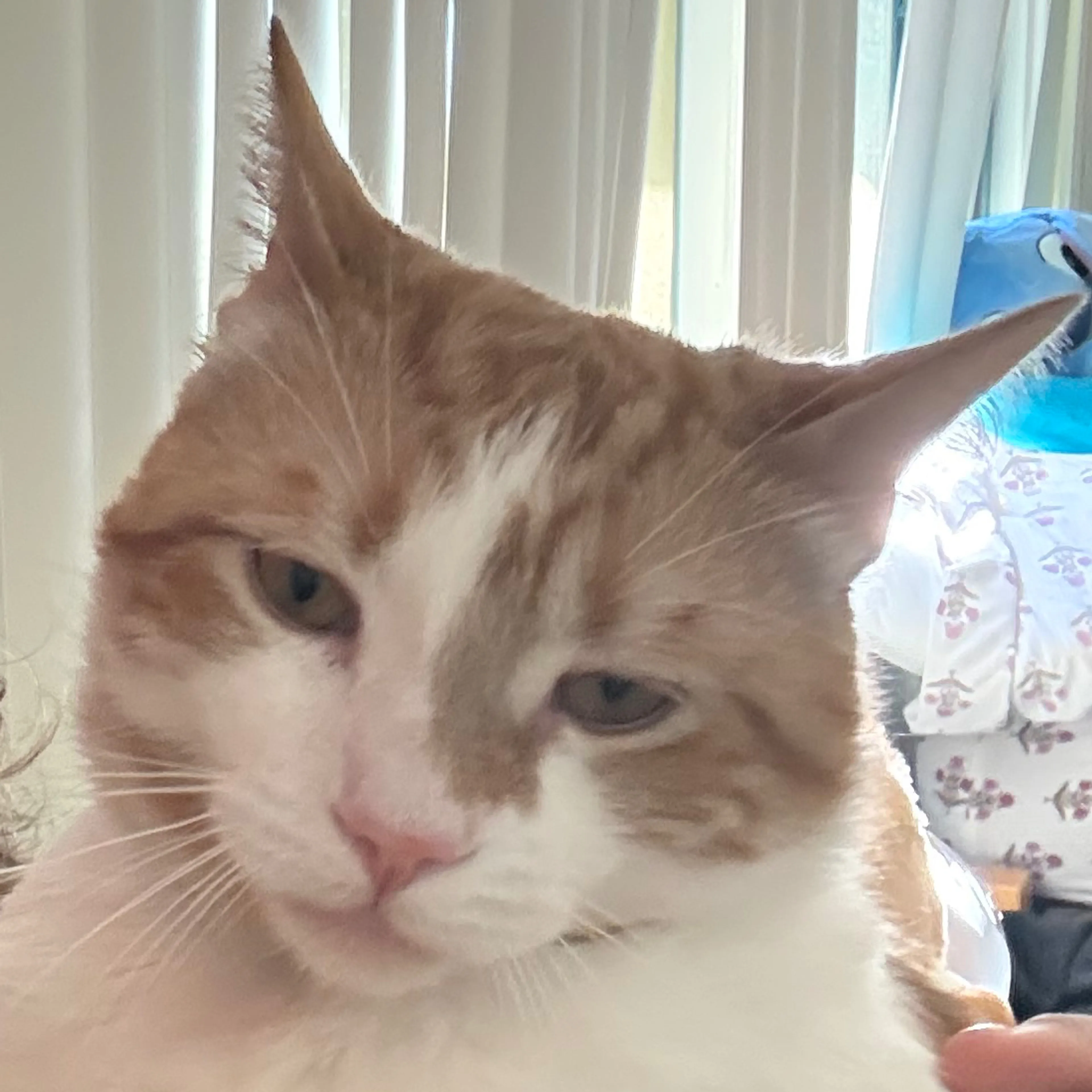 Lost pet-2