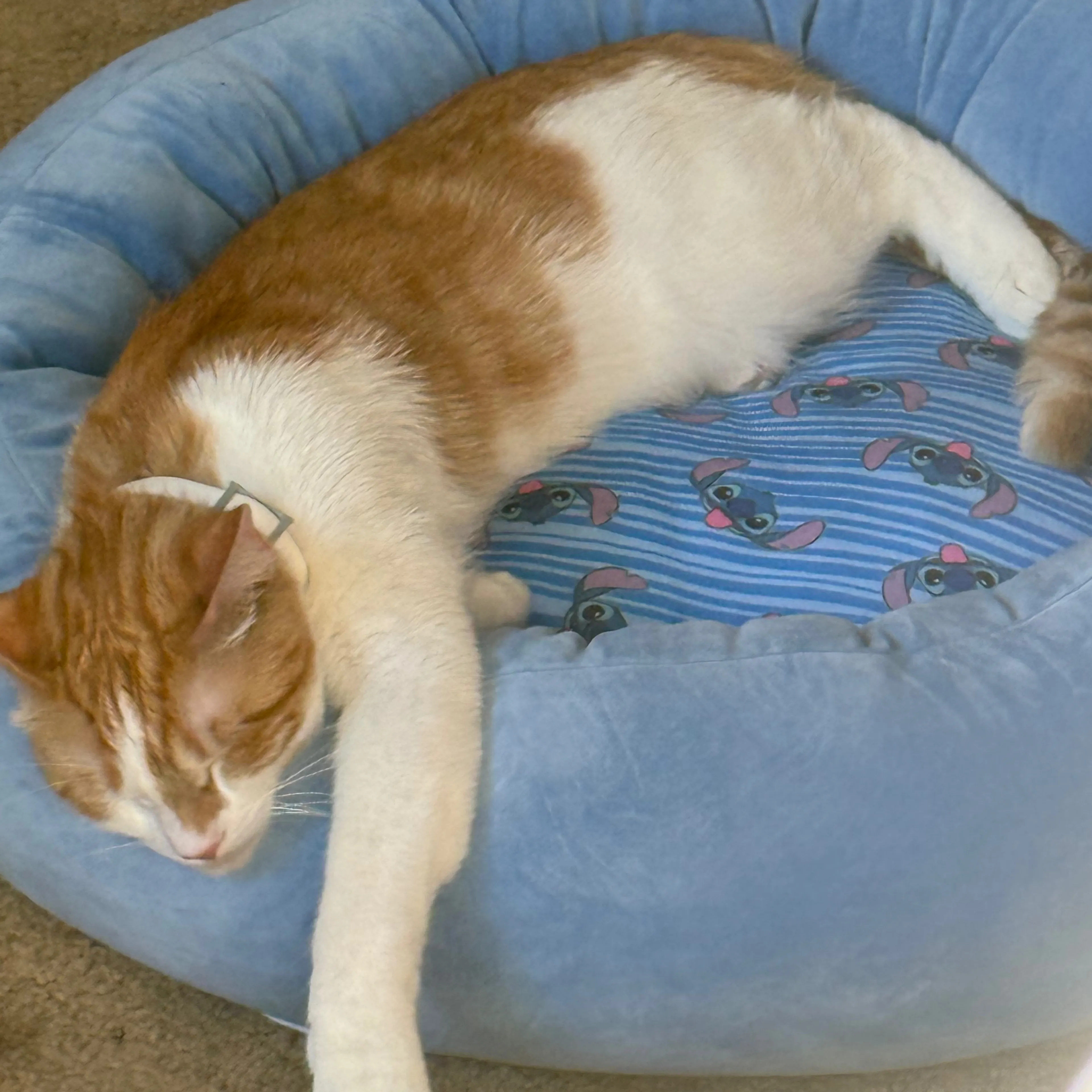 Lost pet-1