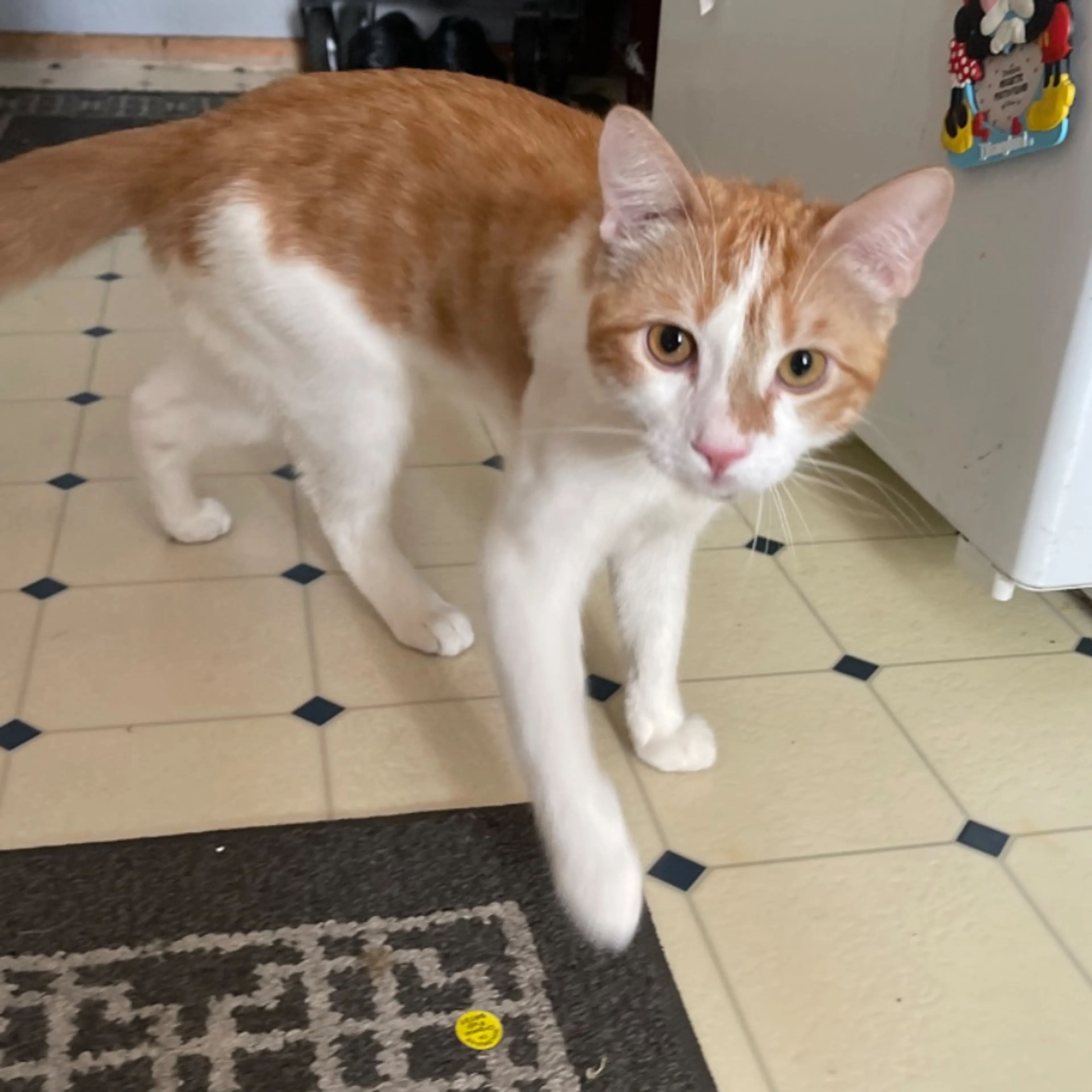 Lost pet-0