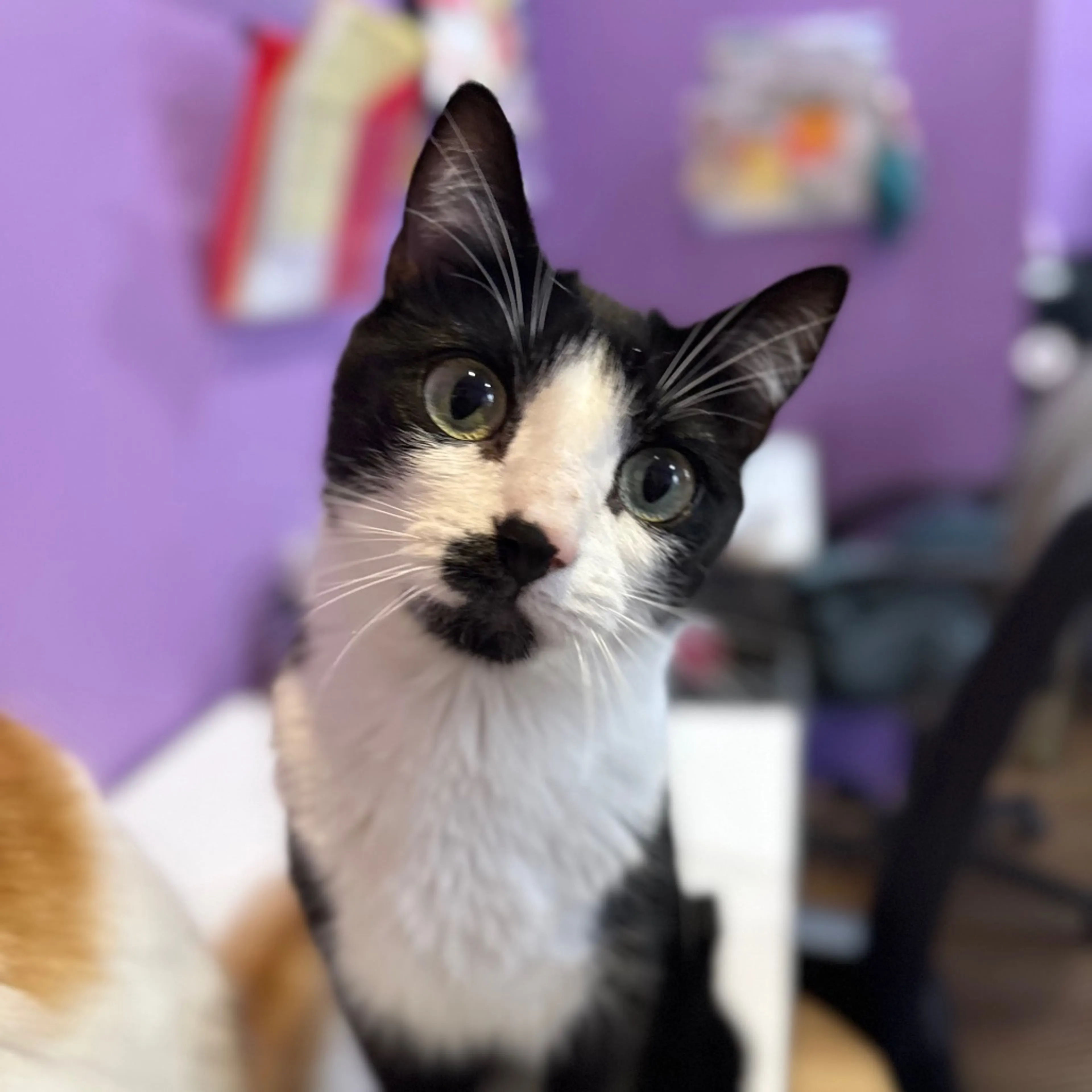 Found pet-3