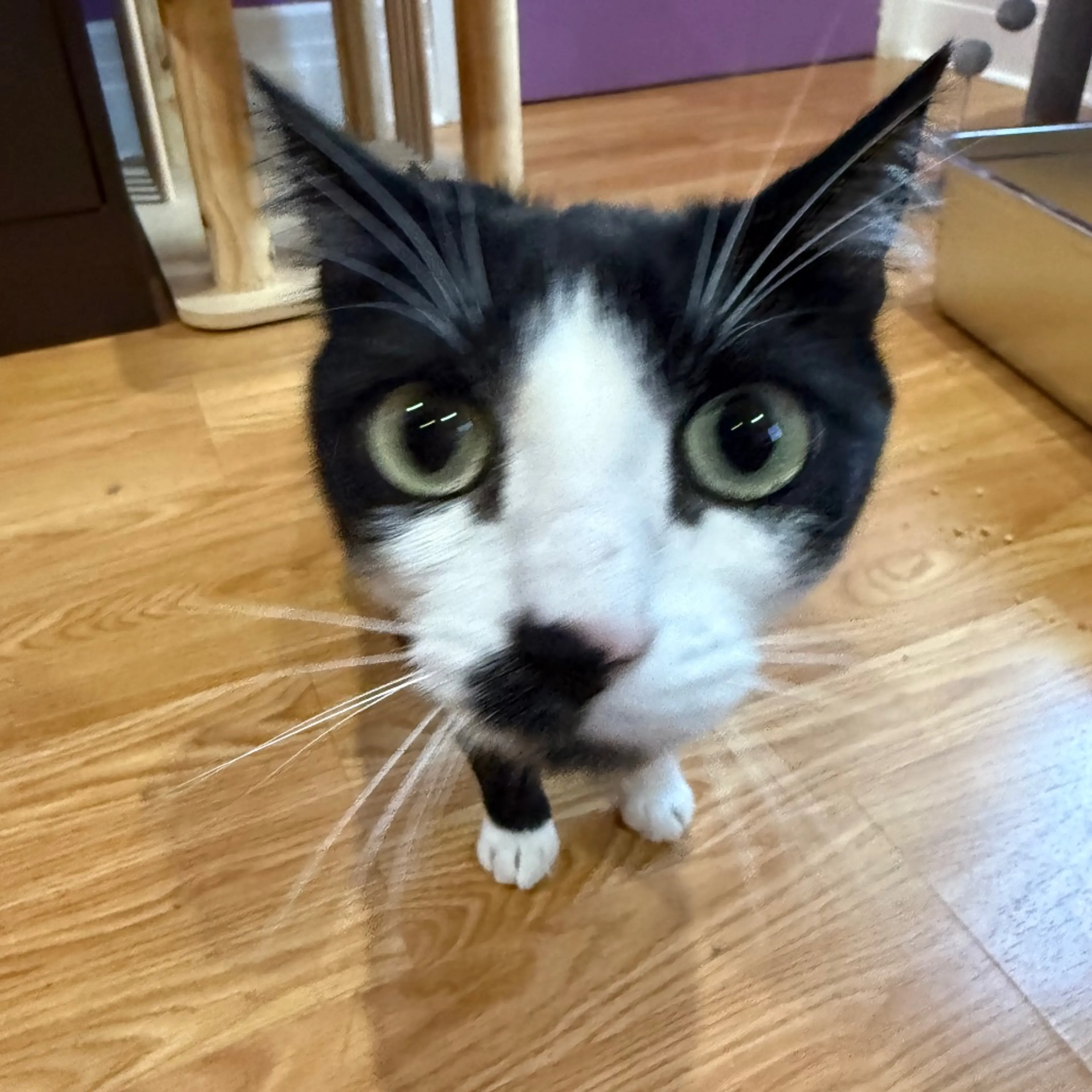 Found pet-1